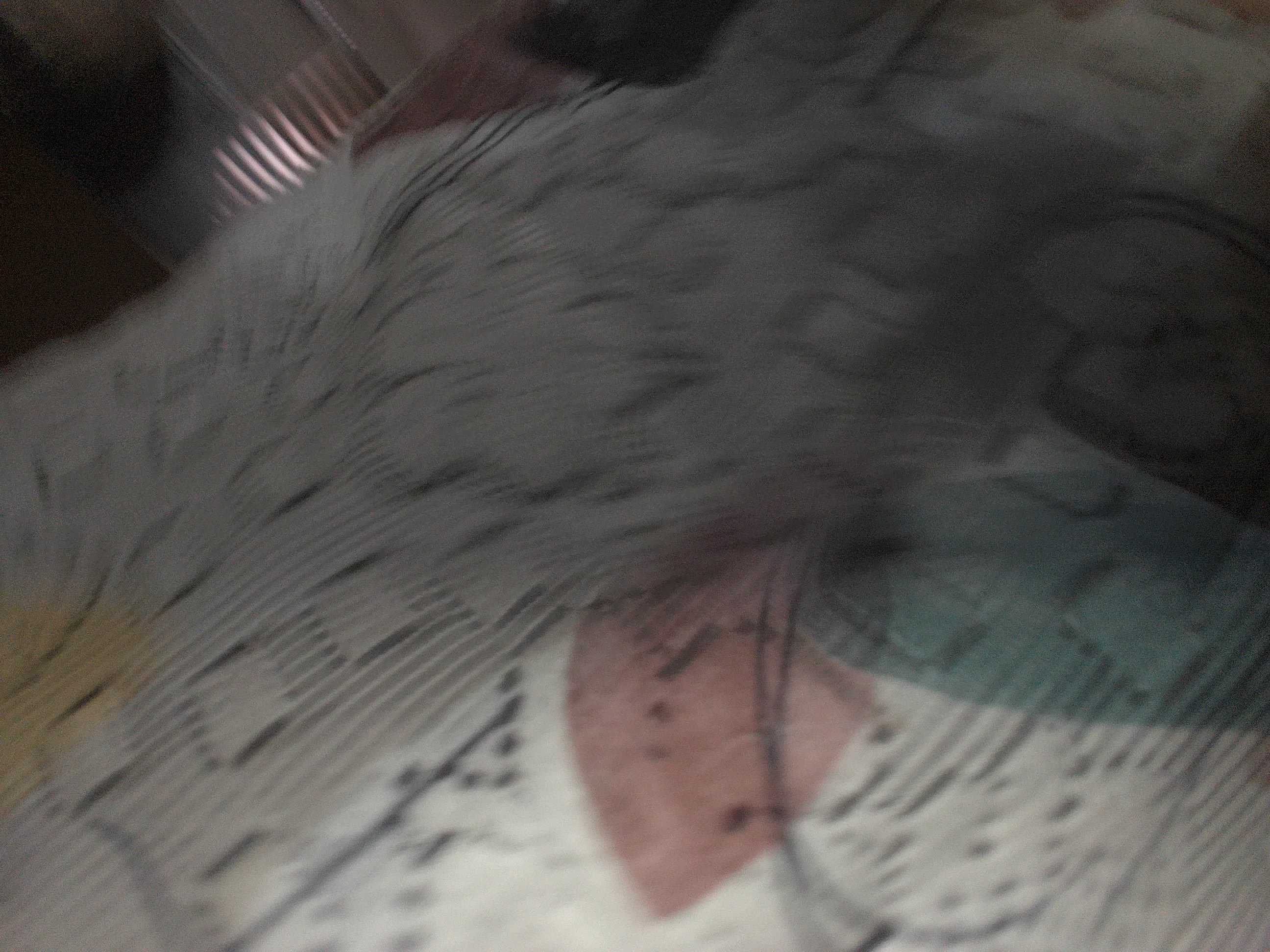 Forest monitoring image