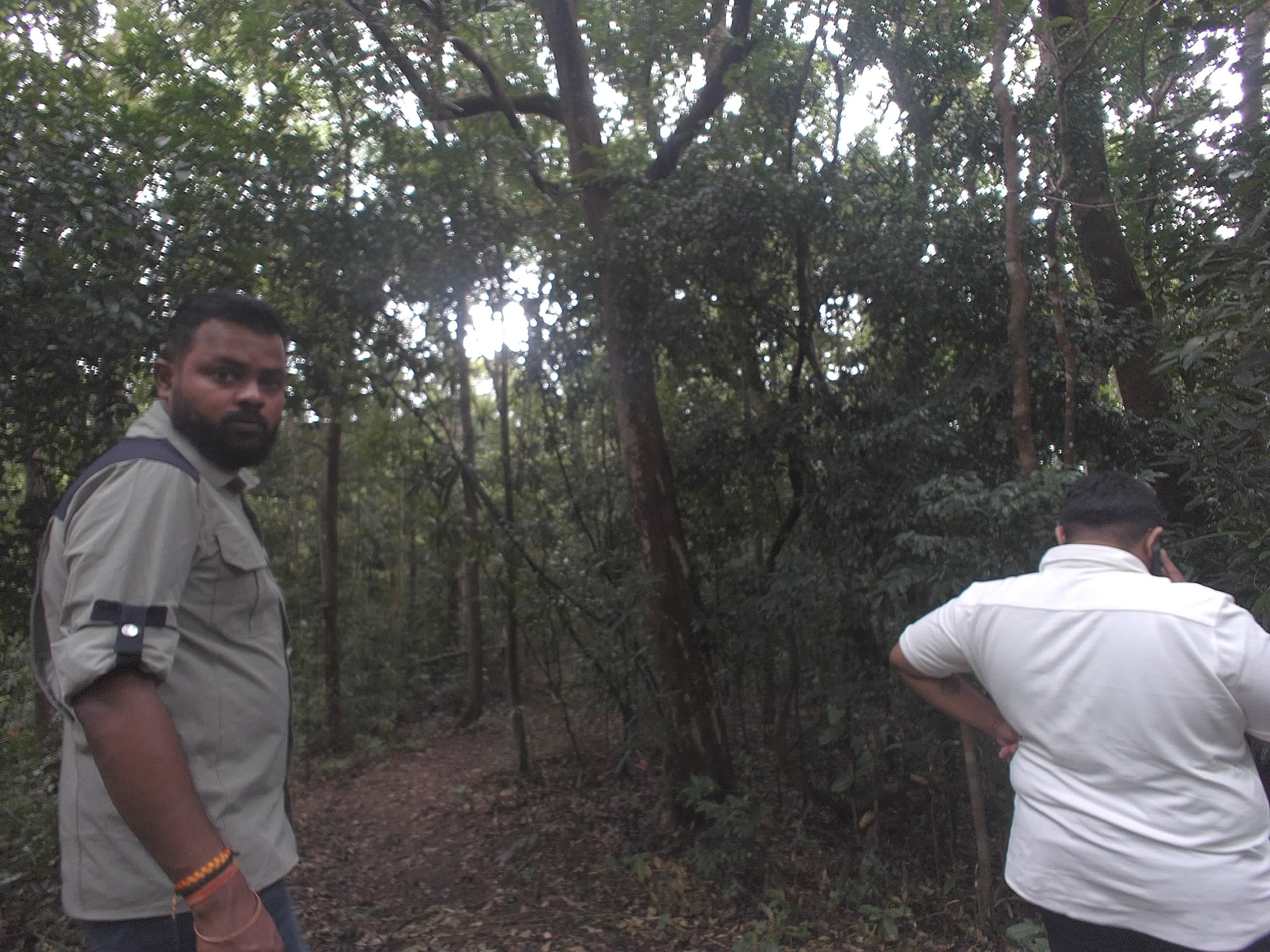 Forest monitoring image