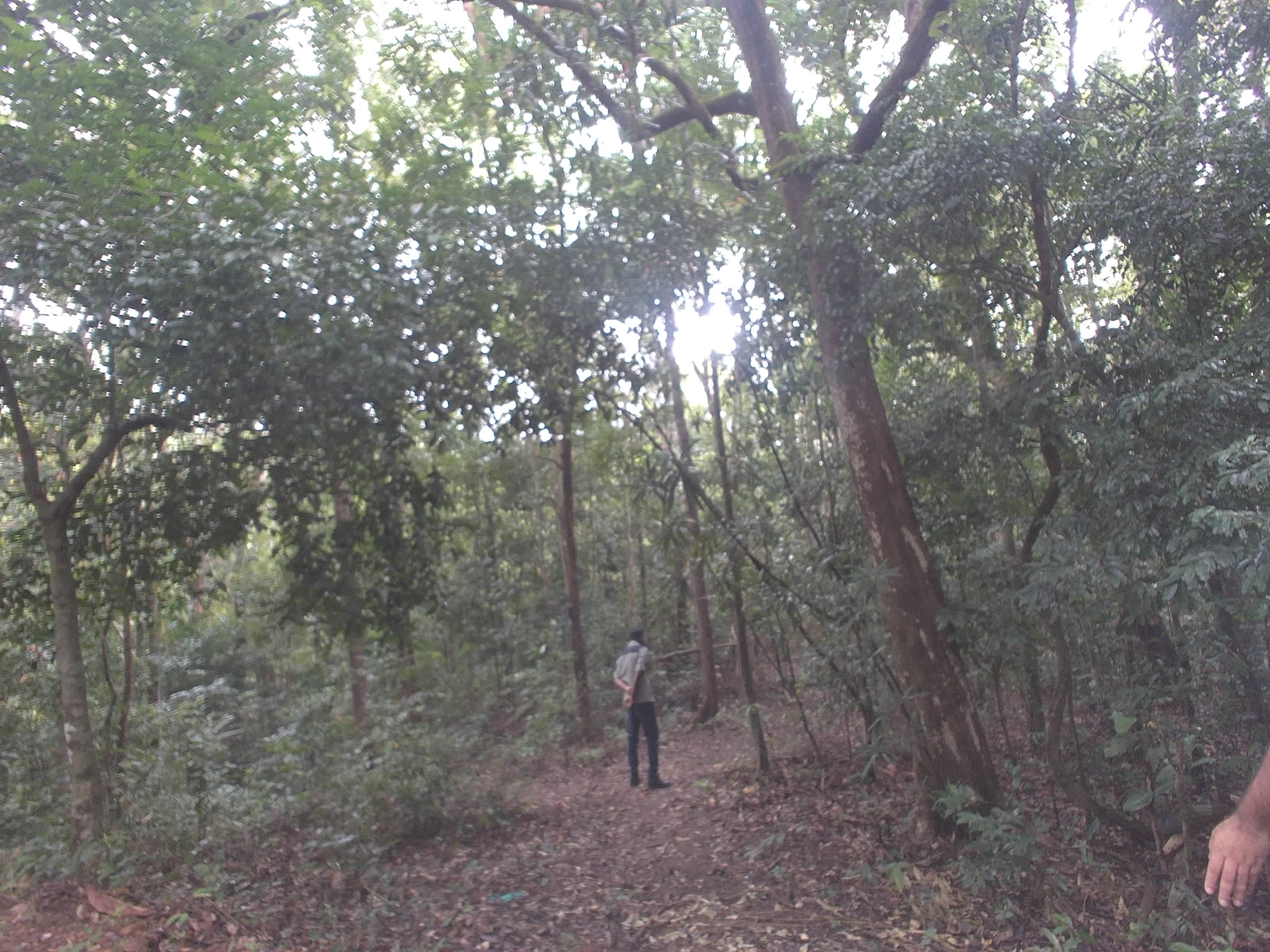 Forest monitoring image