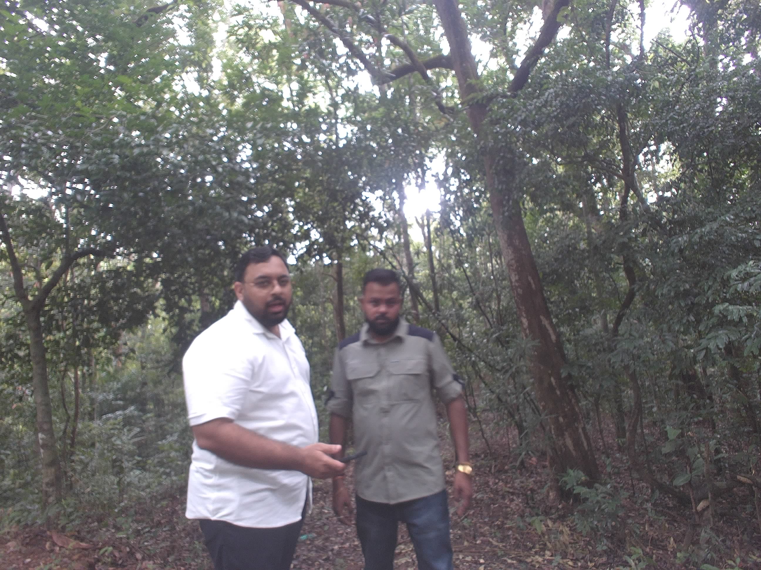 Forest monitoring image