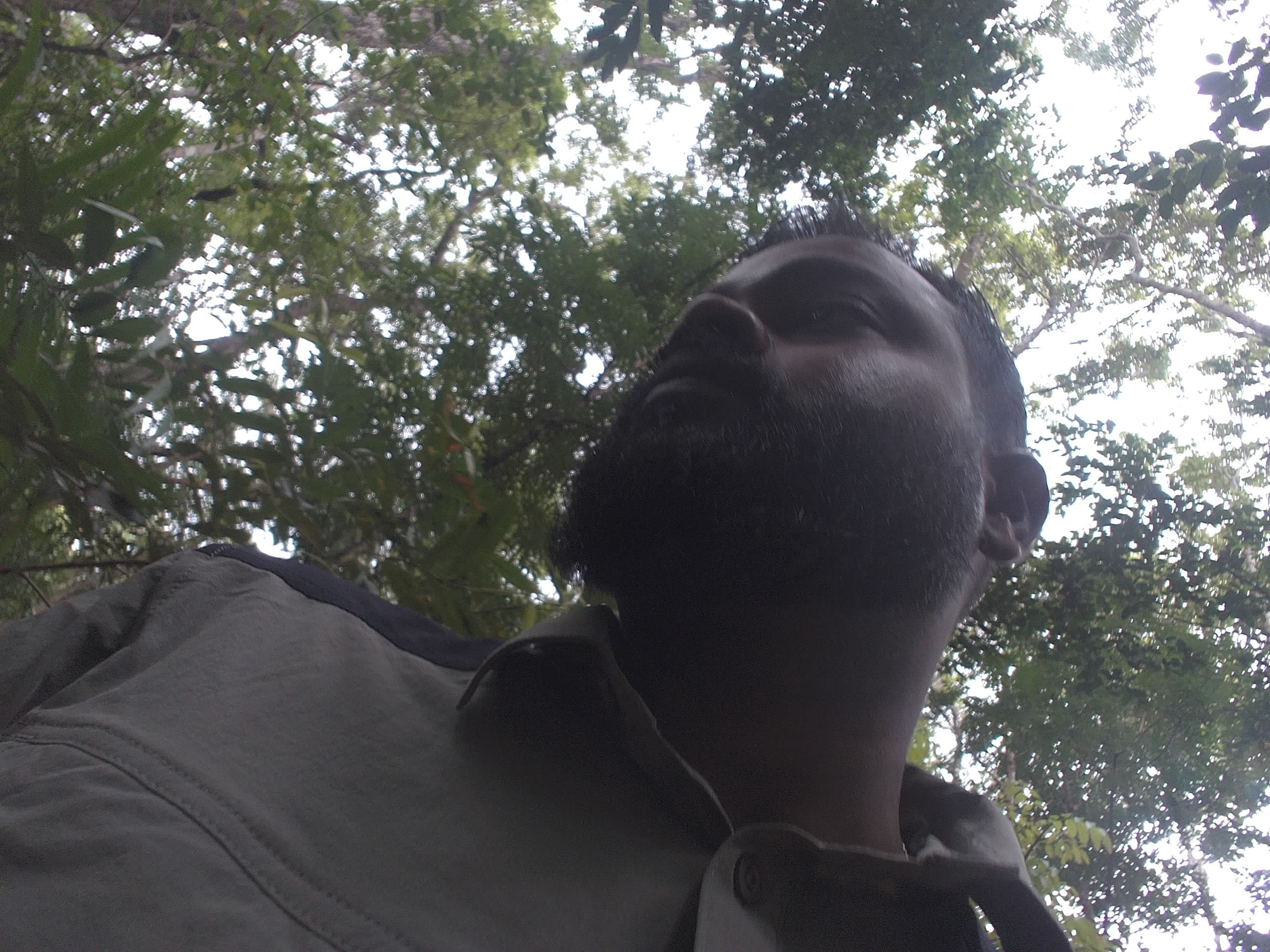 Forest monitoring image