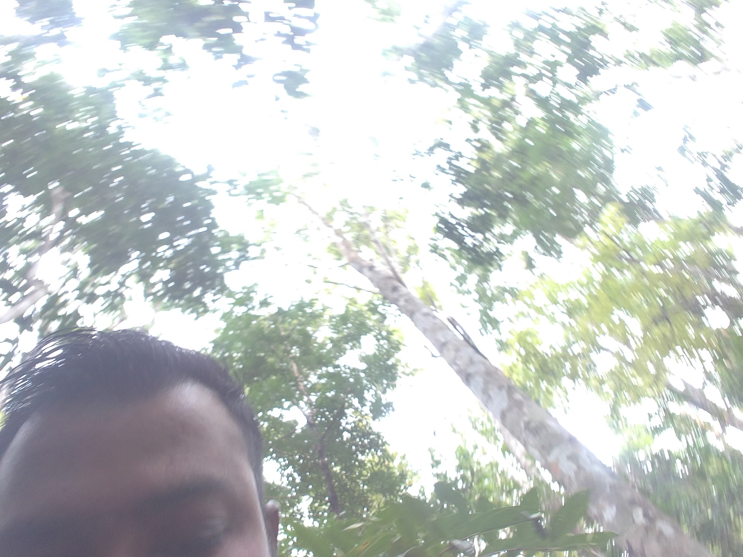 Forest monitoring image