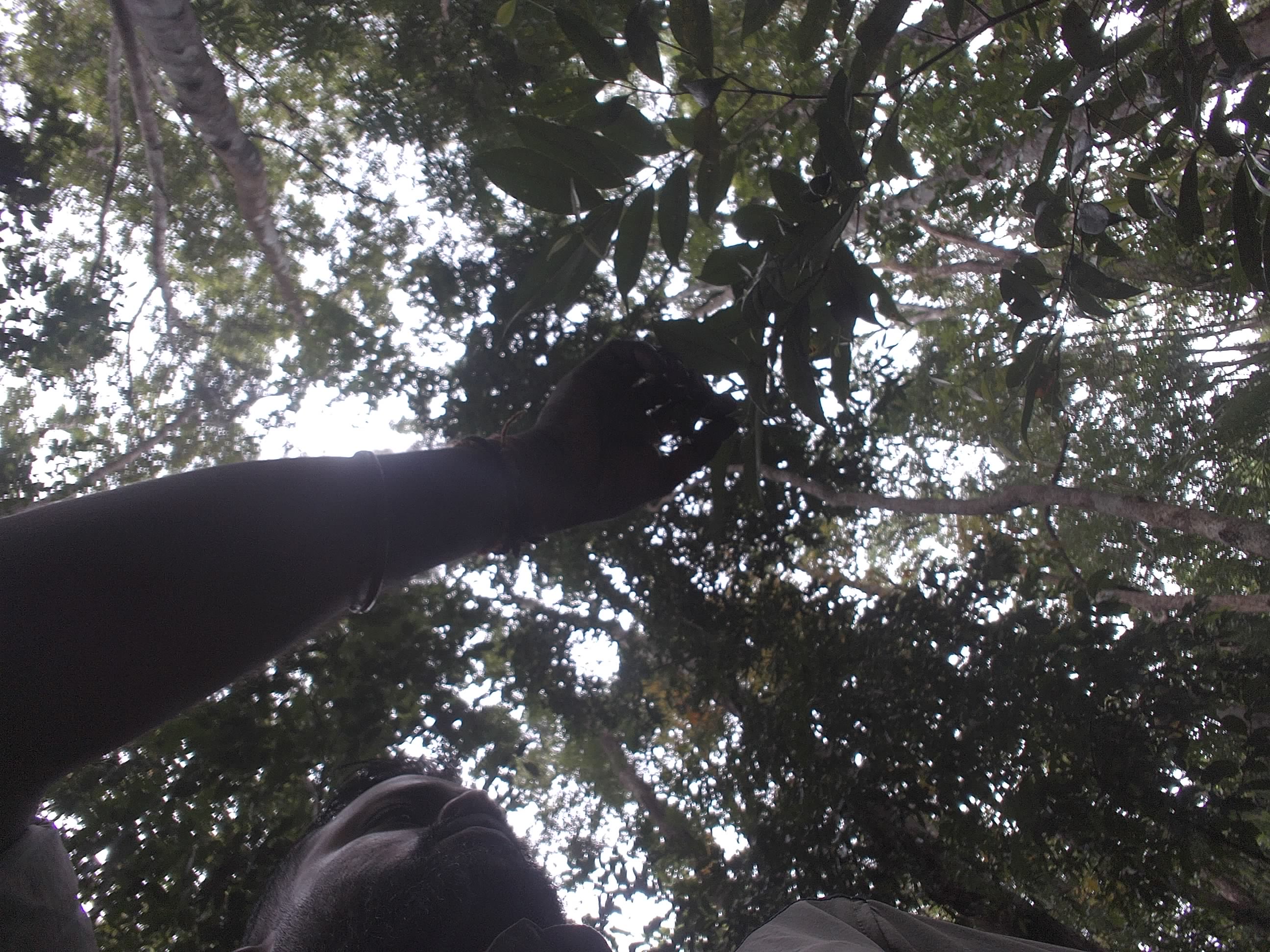 Forest monitoring image