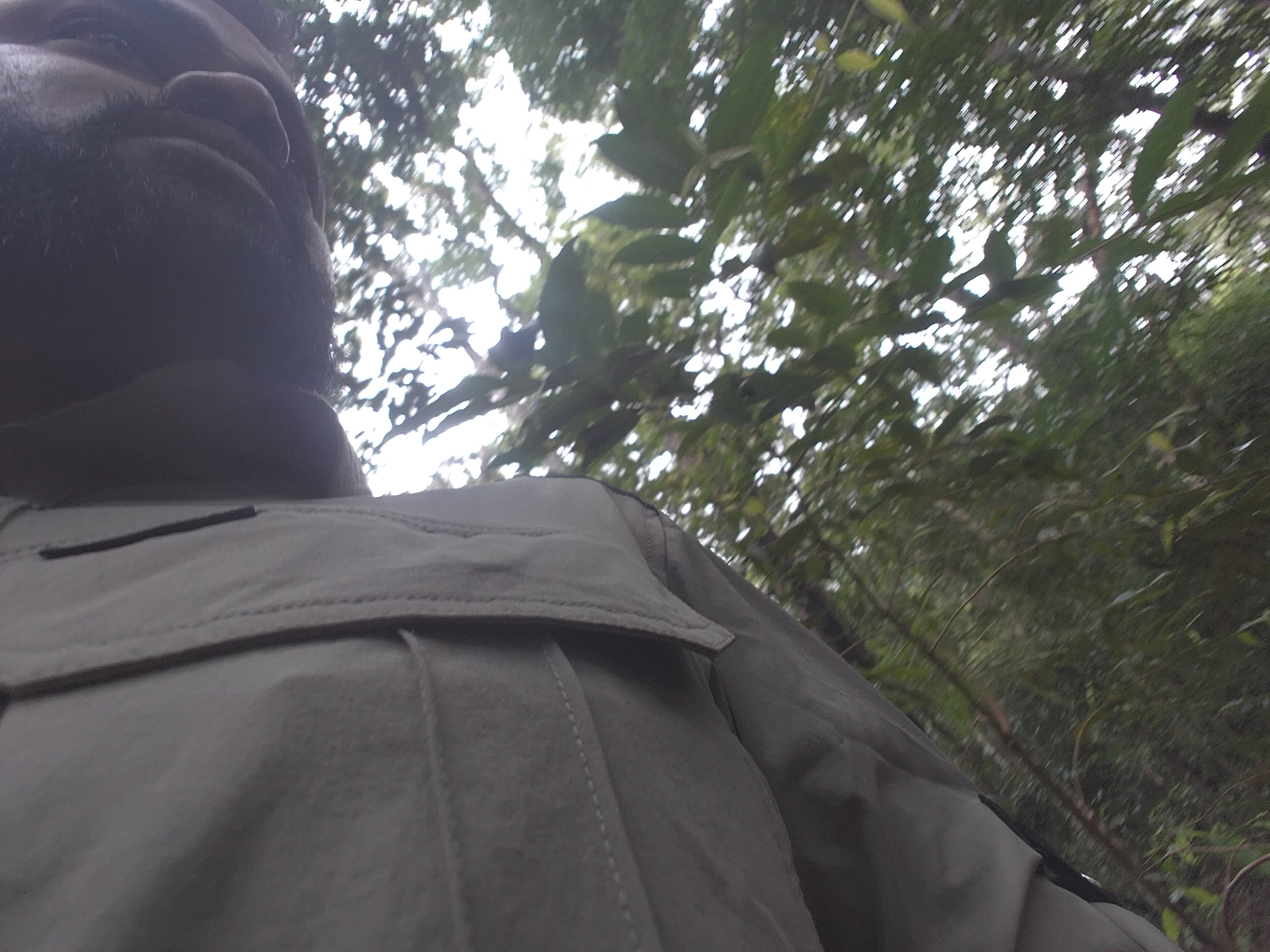 Forest monitoring image