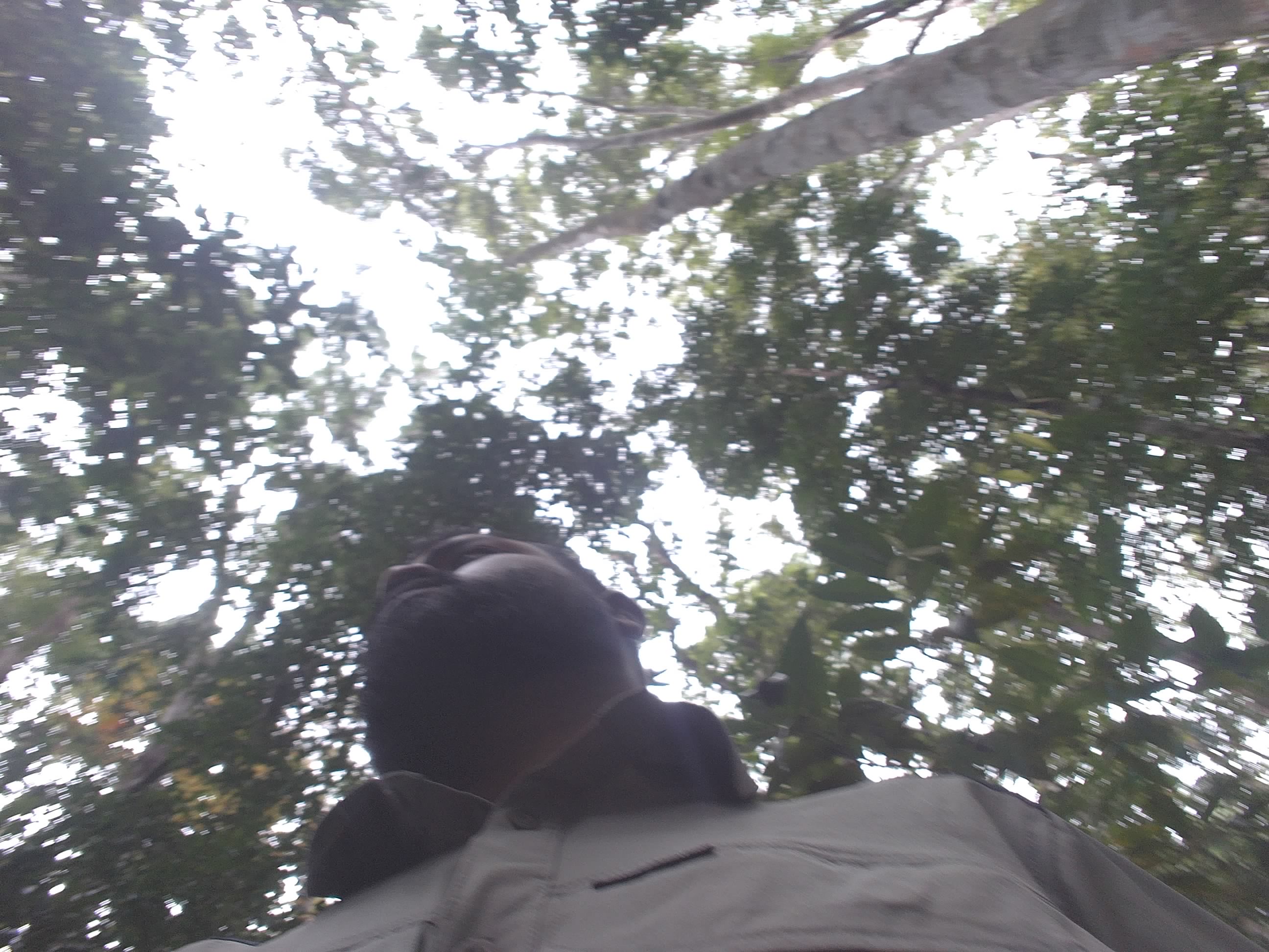 Forest monitoring image