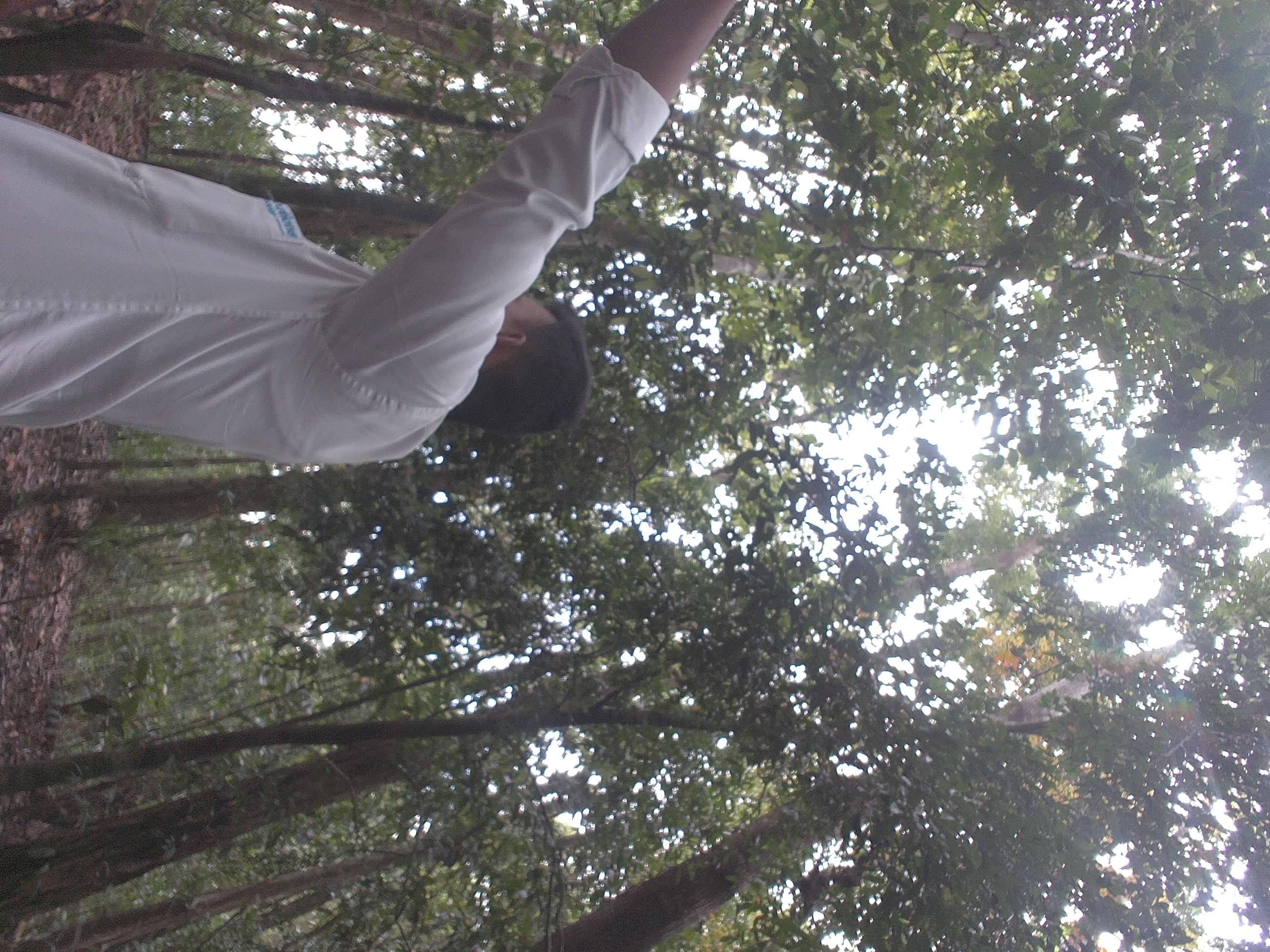 Forest monitoring image