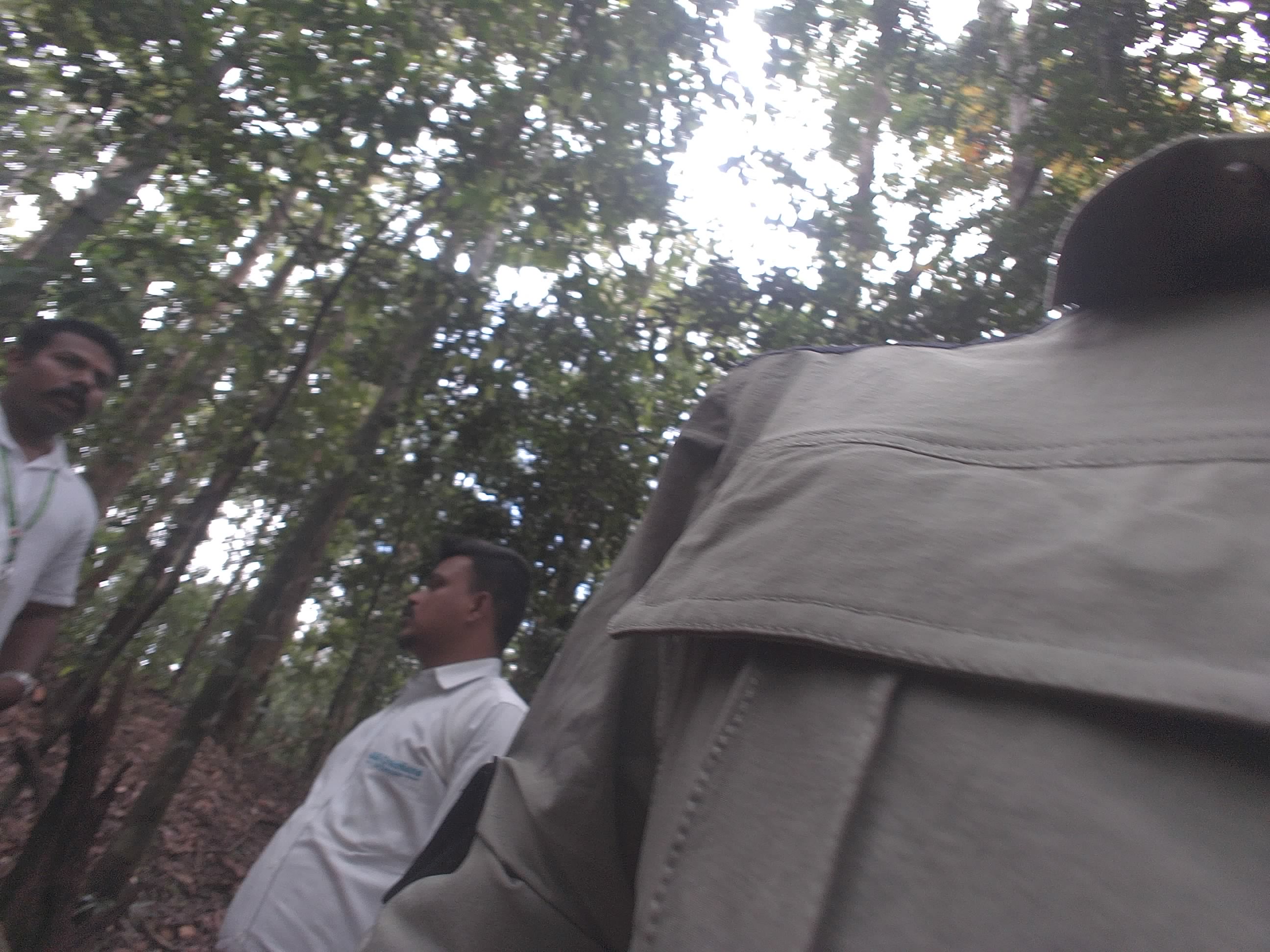 Forest monitoring image