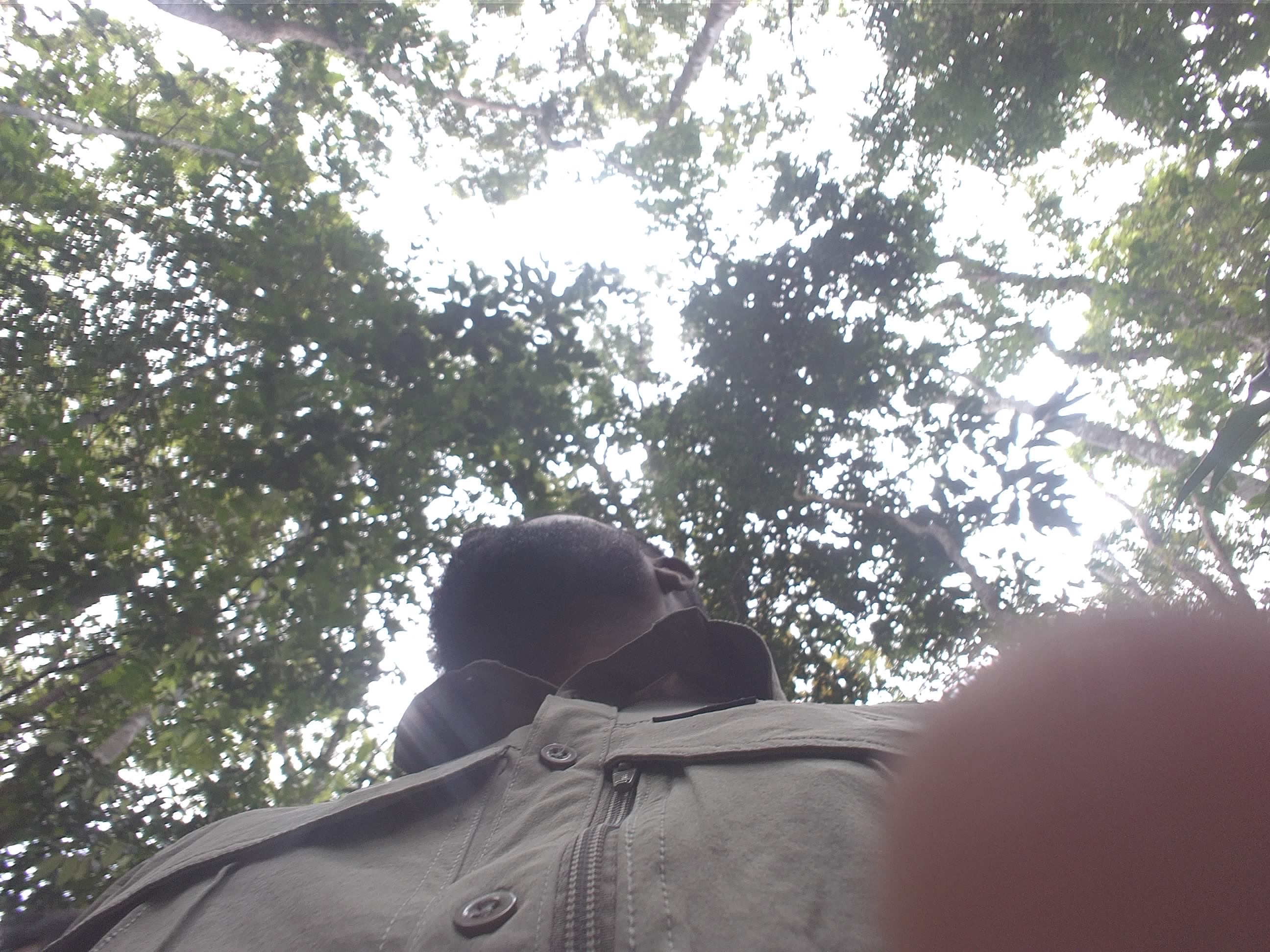 Forest monitoring image