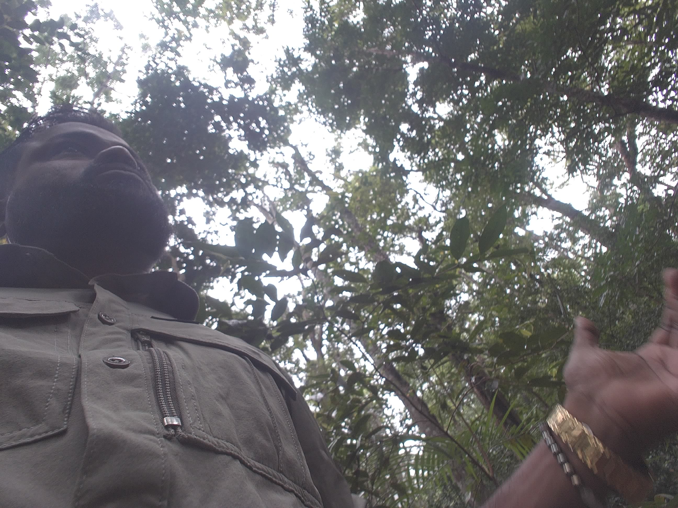 Forest monitoring image