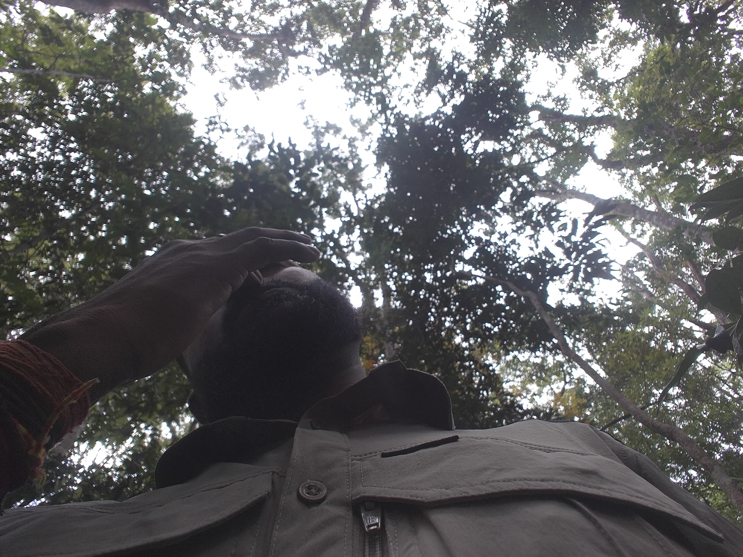 Forest monitoring image