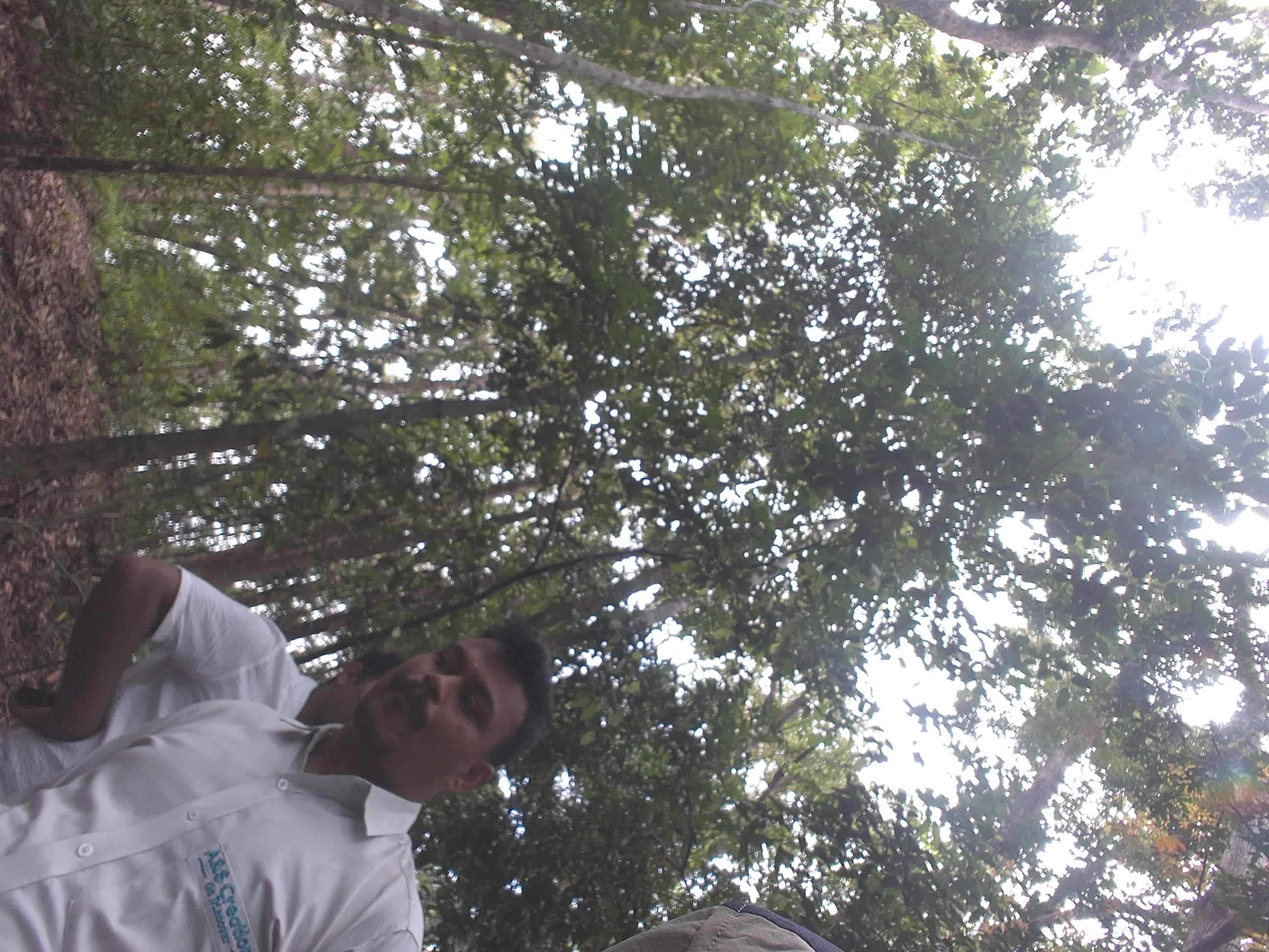 Forest monitoring image