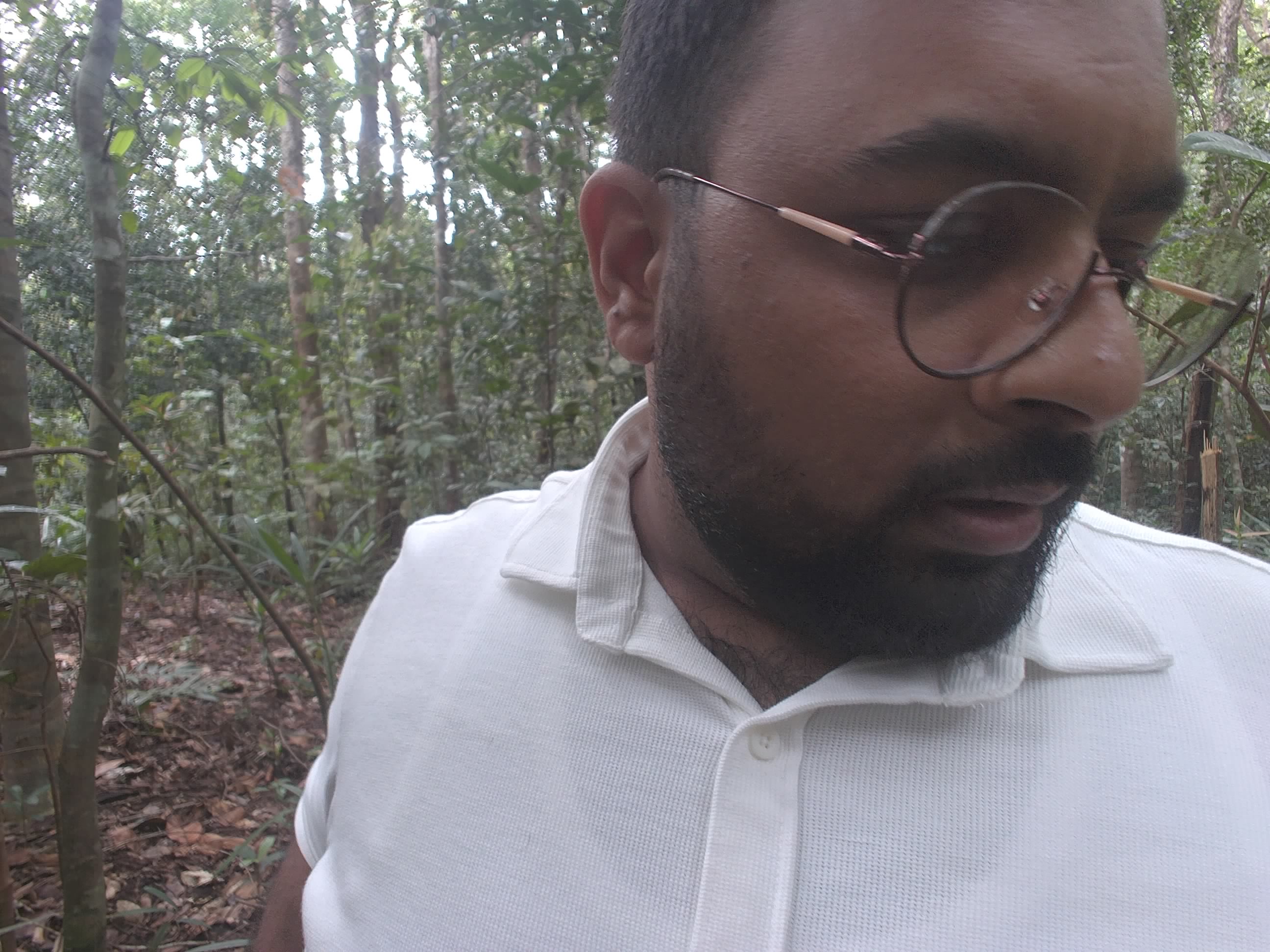 Forest monitoring image