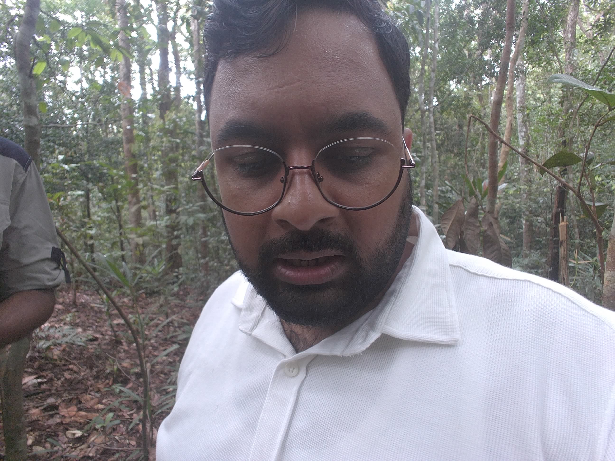 Forest monitoring image