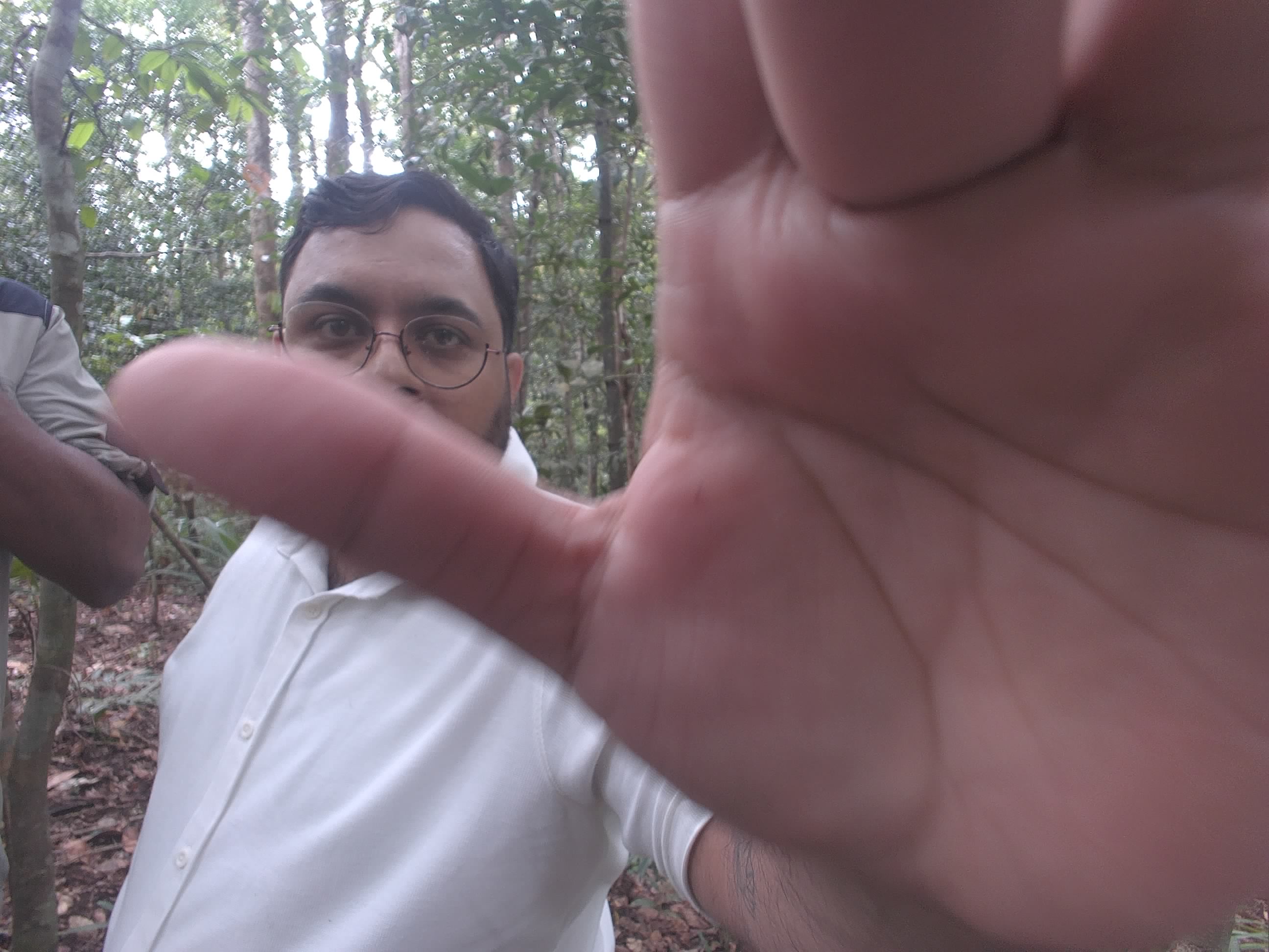 Forest monitoring image