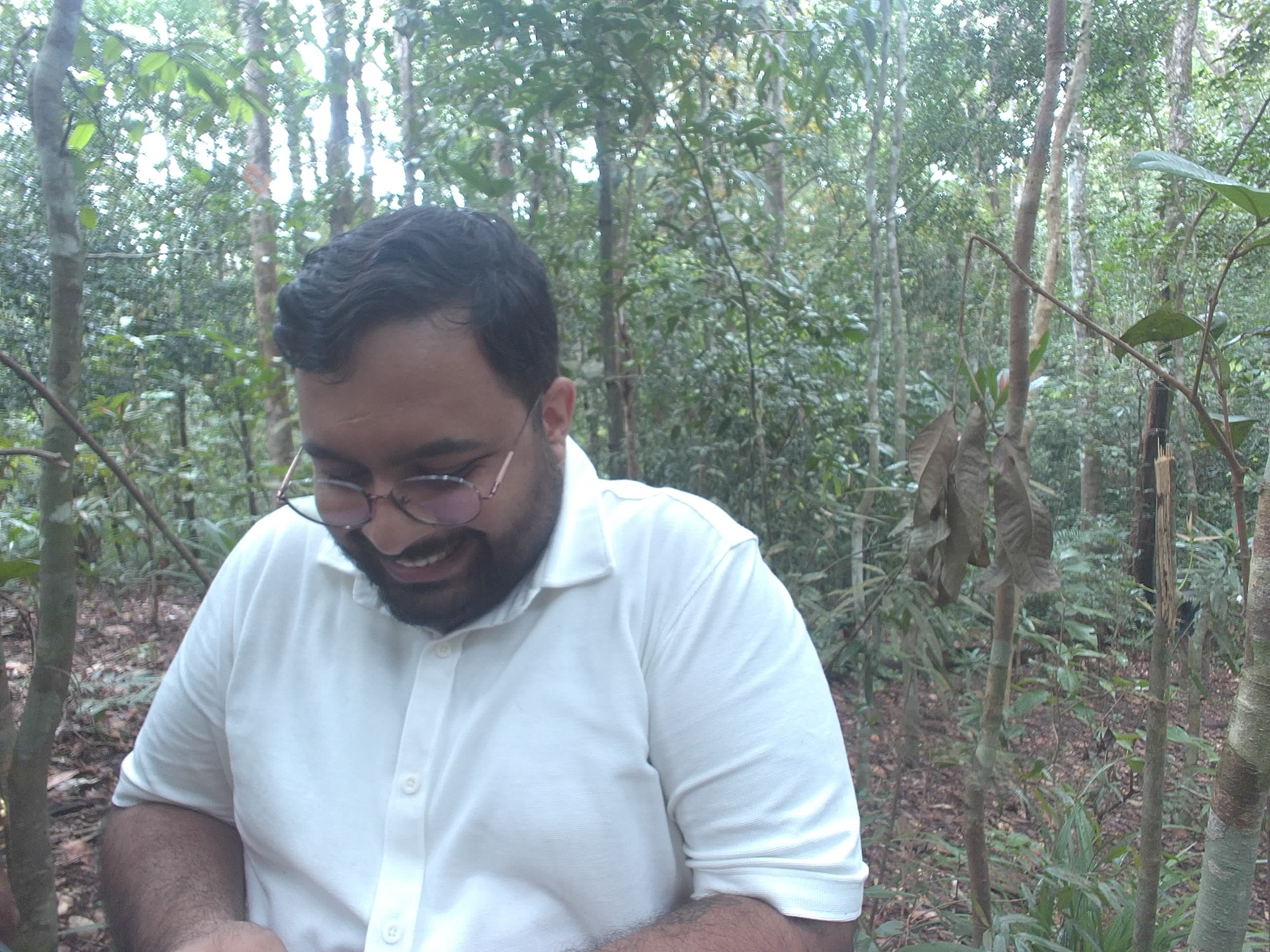 Forest monitoring image