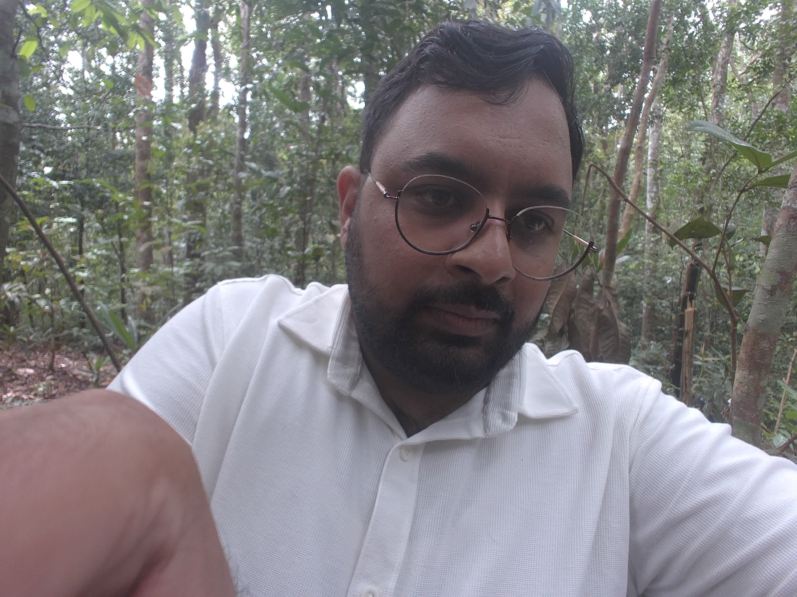 Forest monitoring image