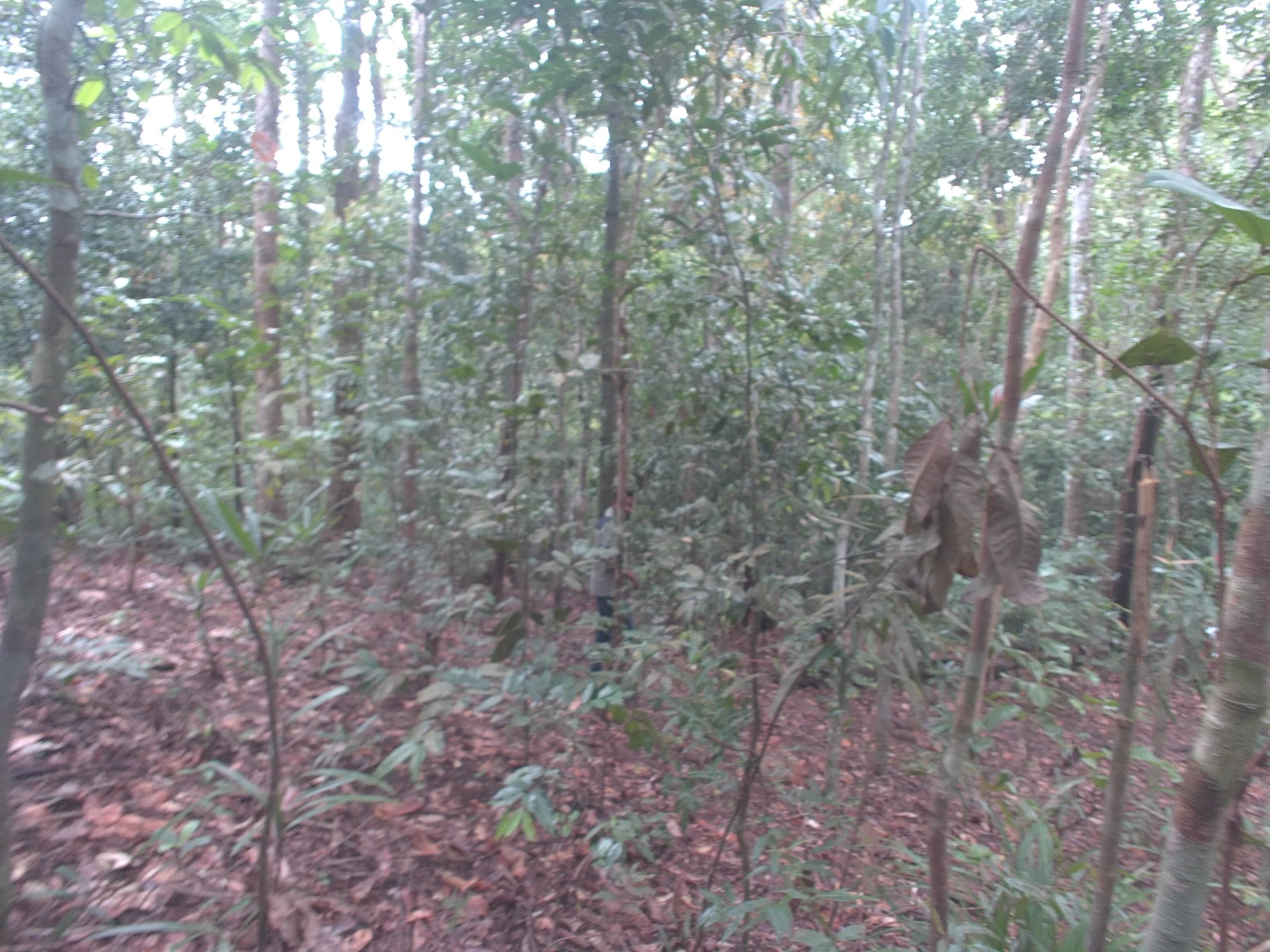 Forest monitoring image