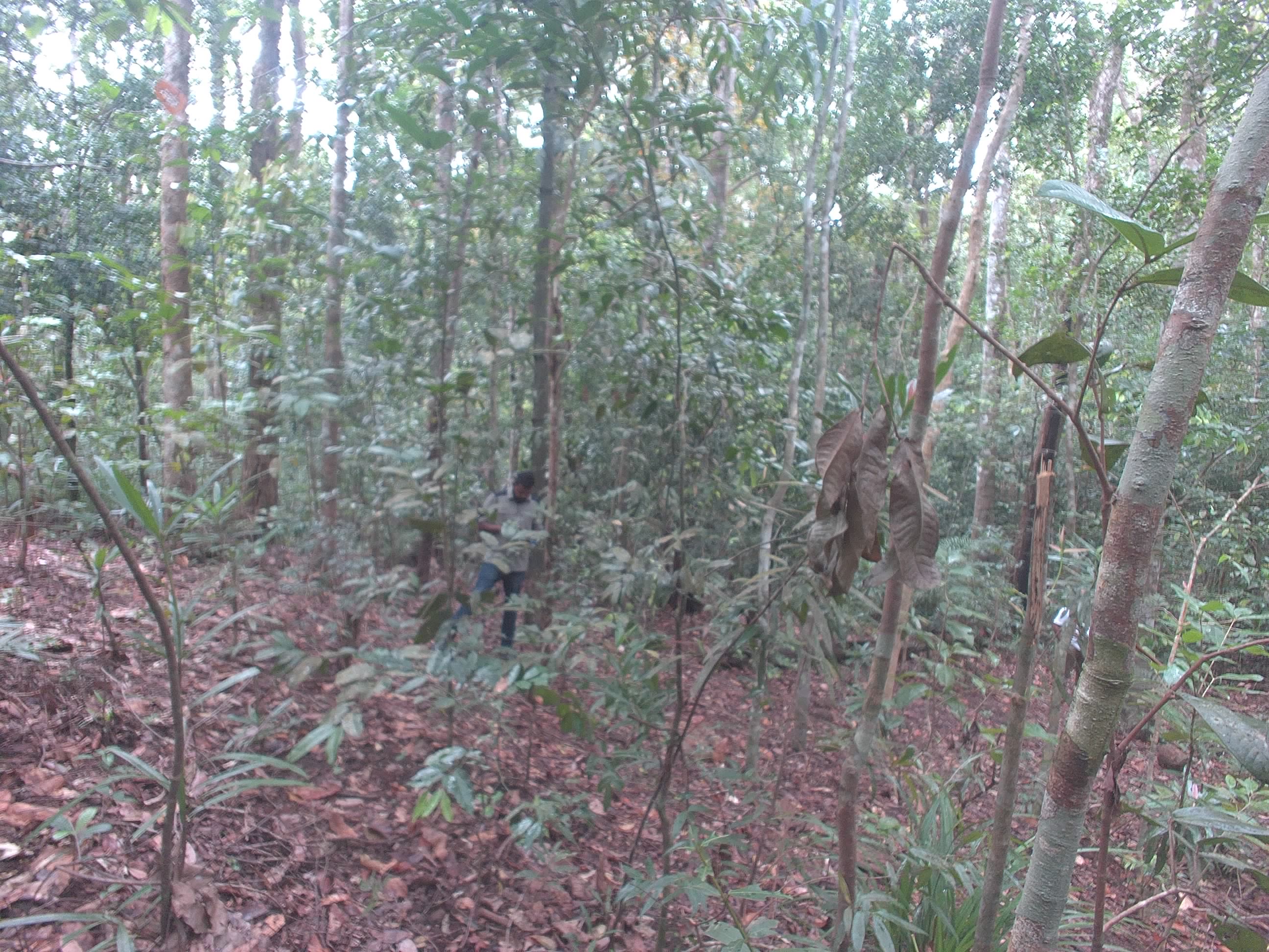 Forest monitoring image