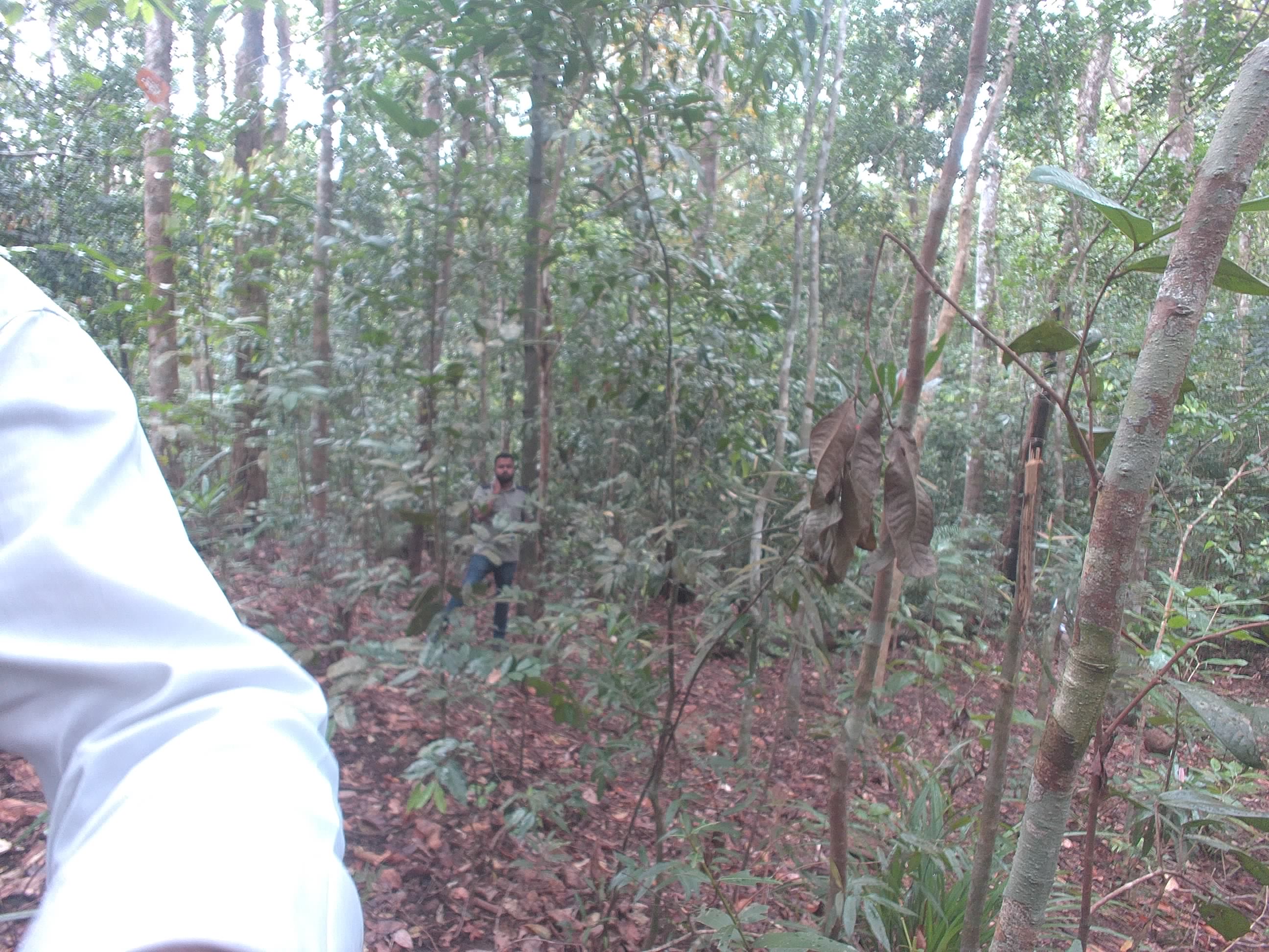 Forest monitoring image