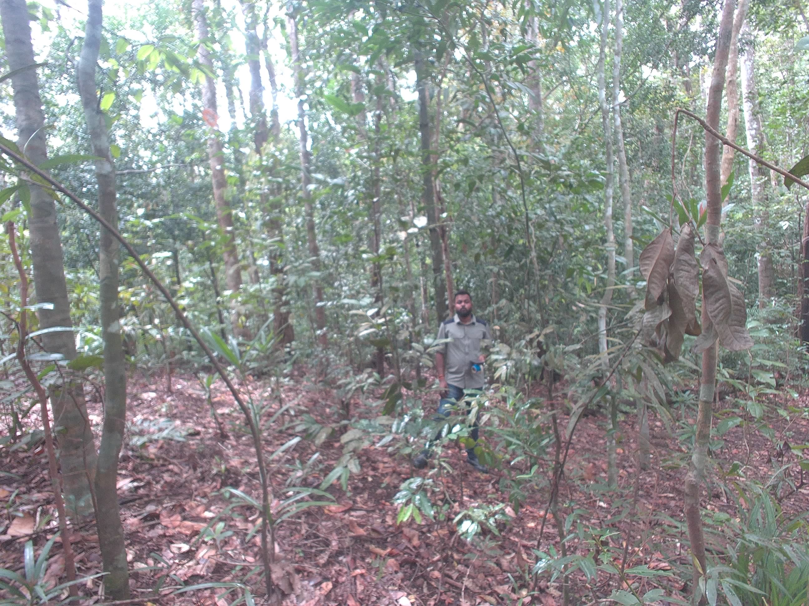 Forest monitoring image