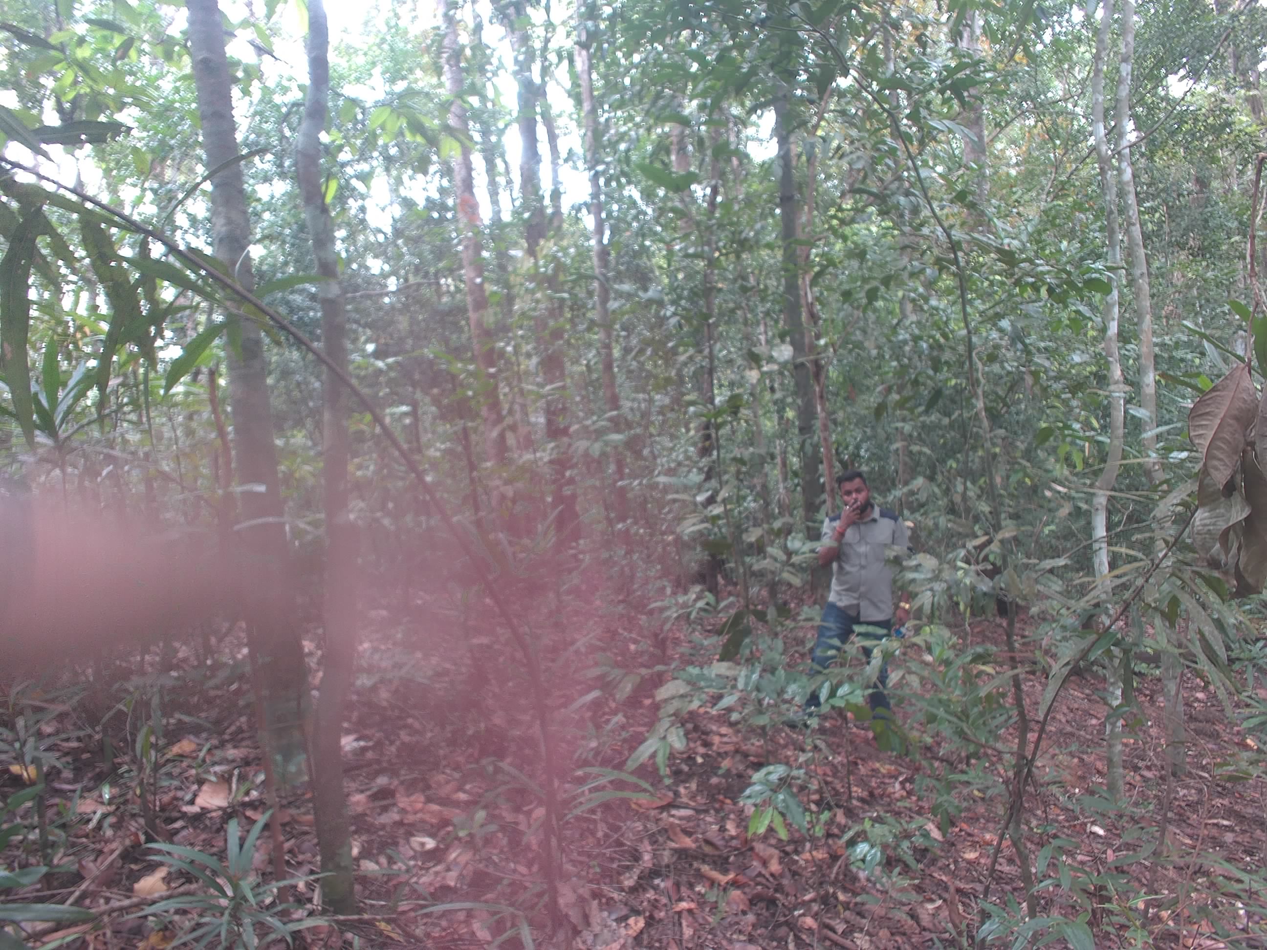 Forest monitoring image