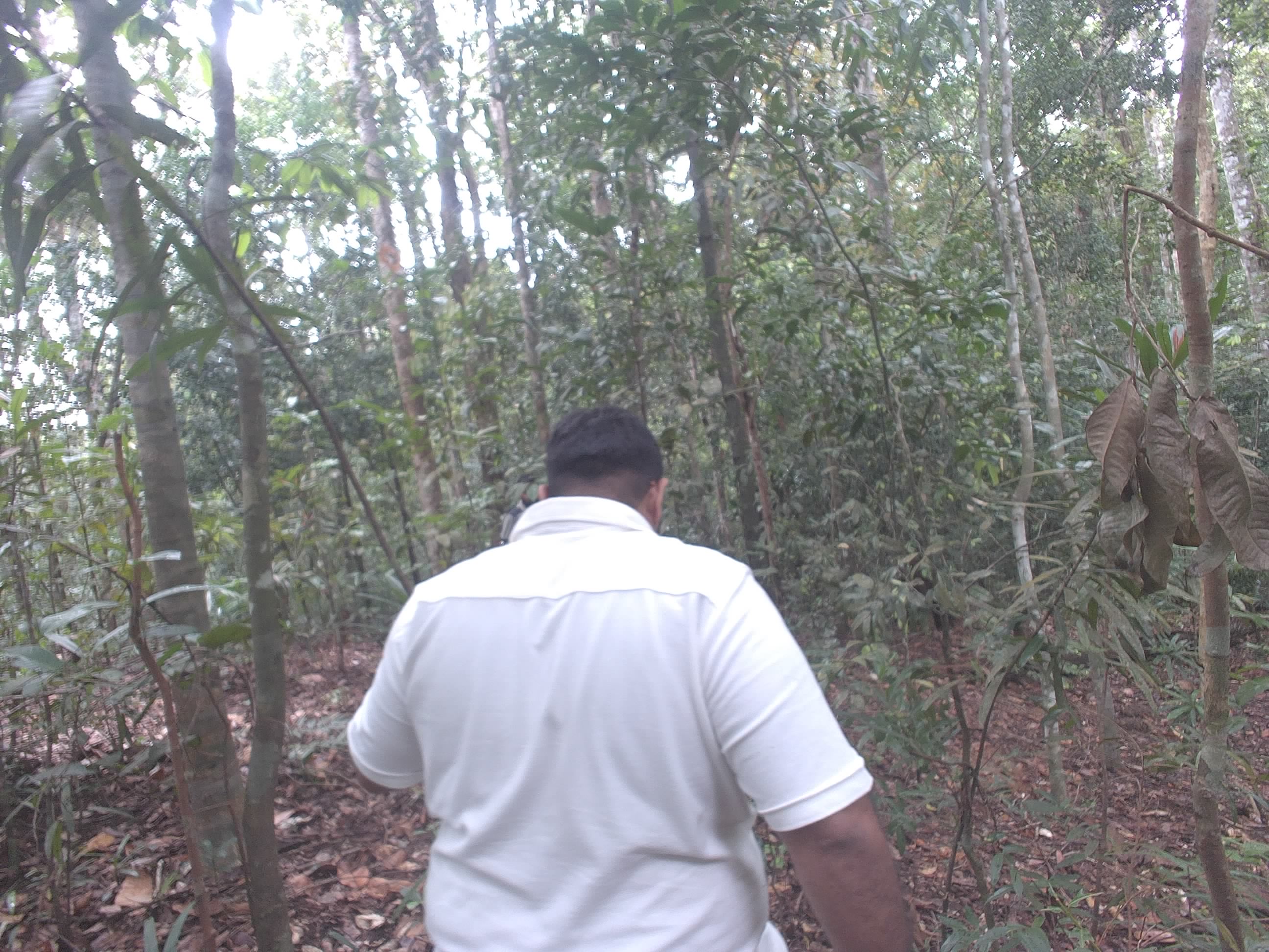 Forest monitoring image