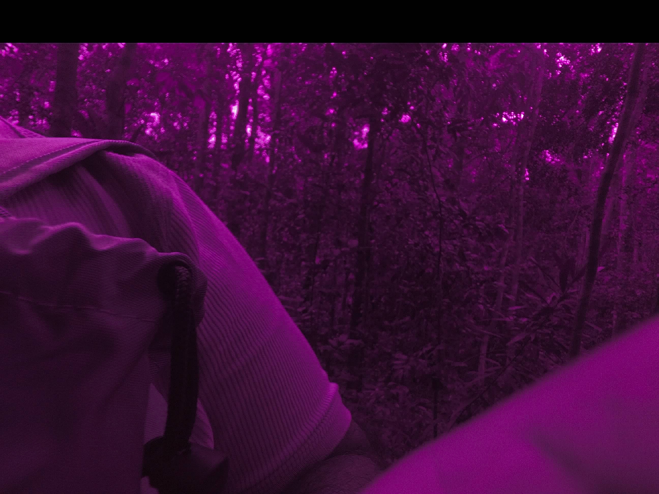 Forest monitoring image