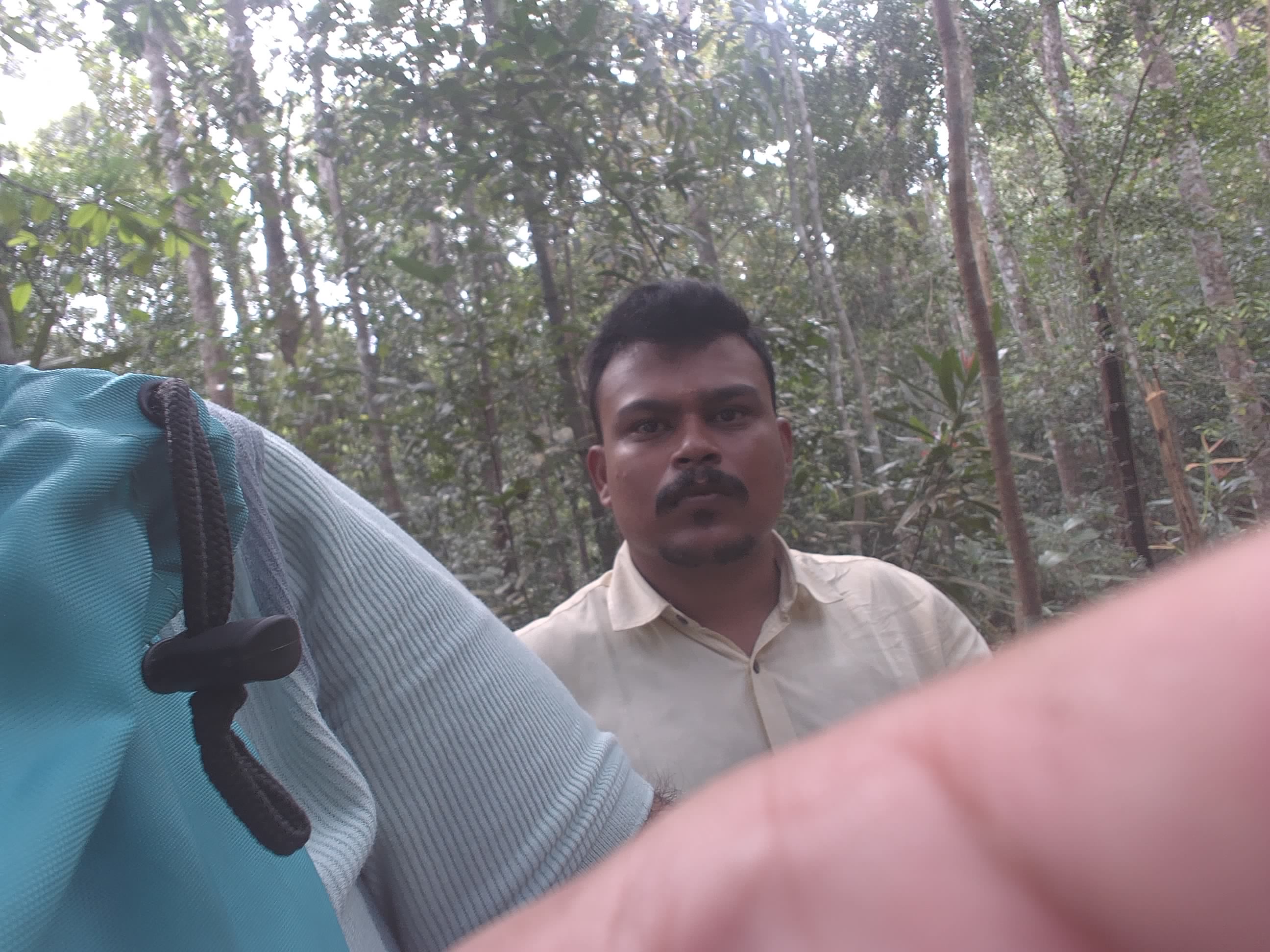 Forest monitoring image