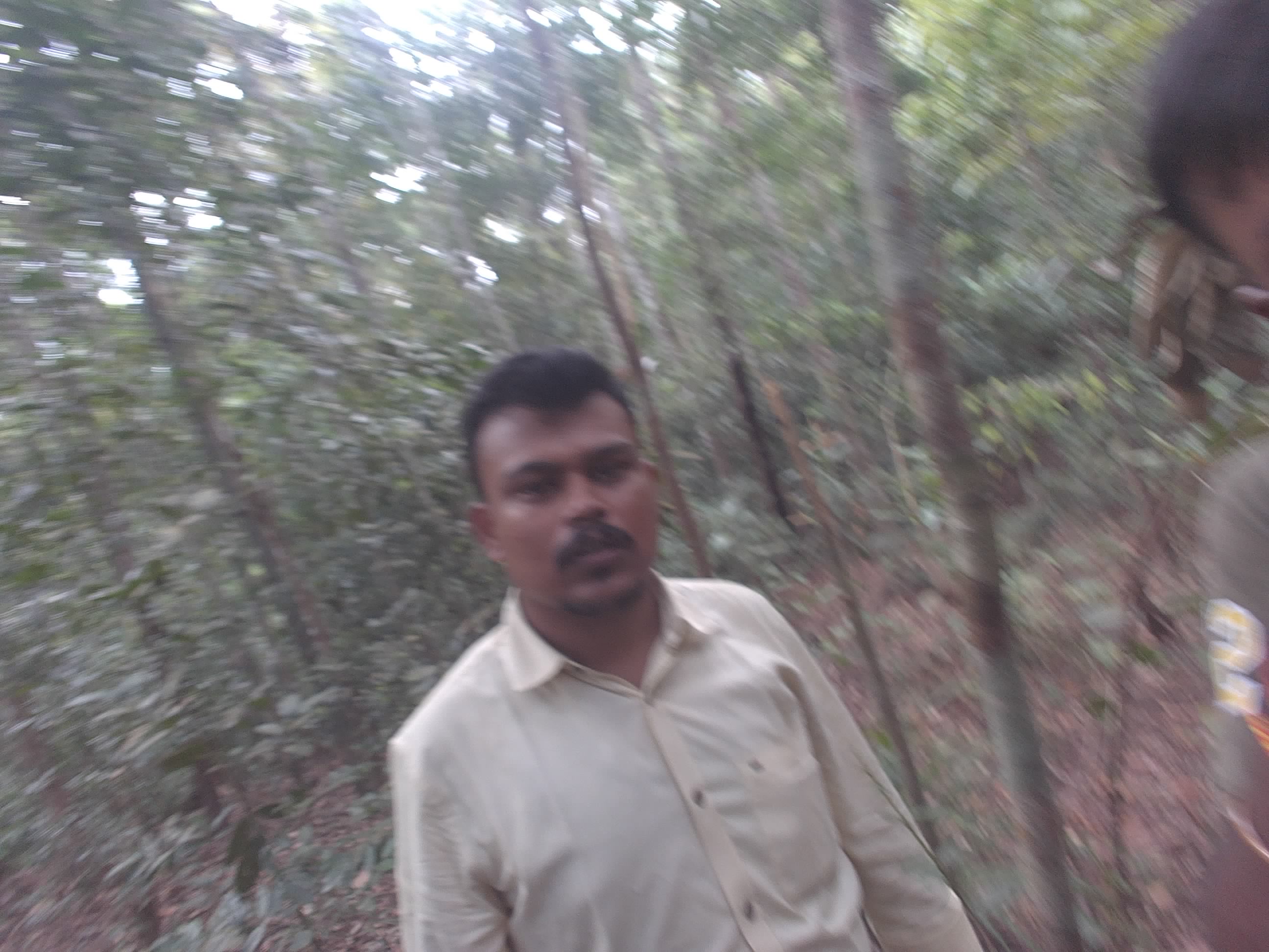 Forest monitoring image