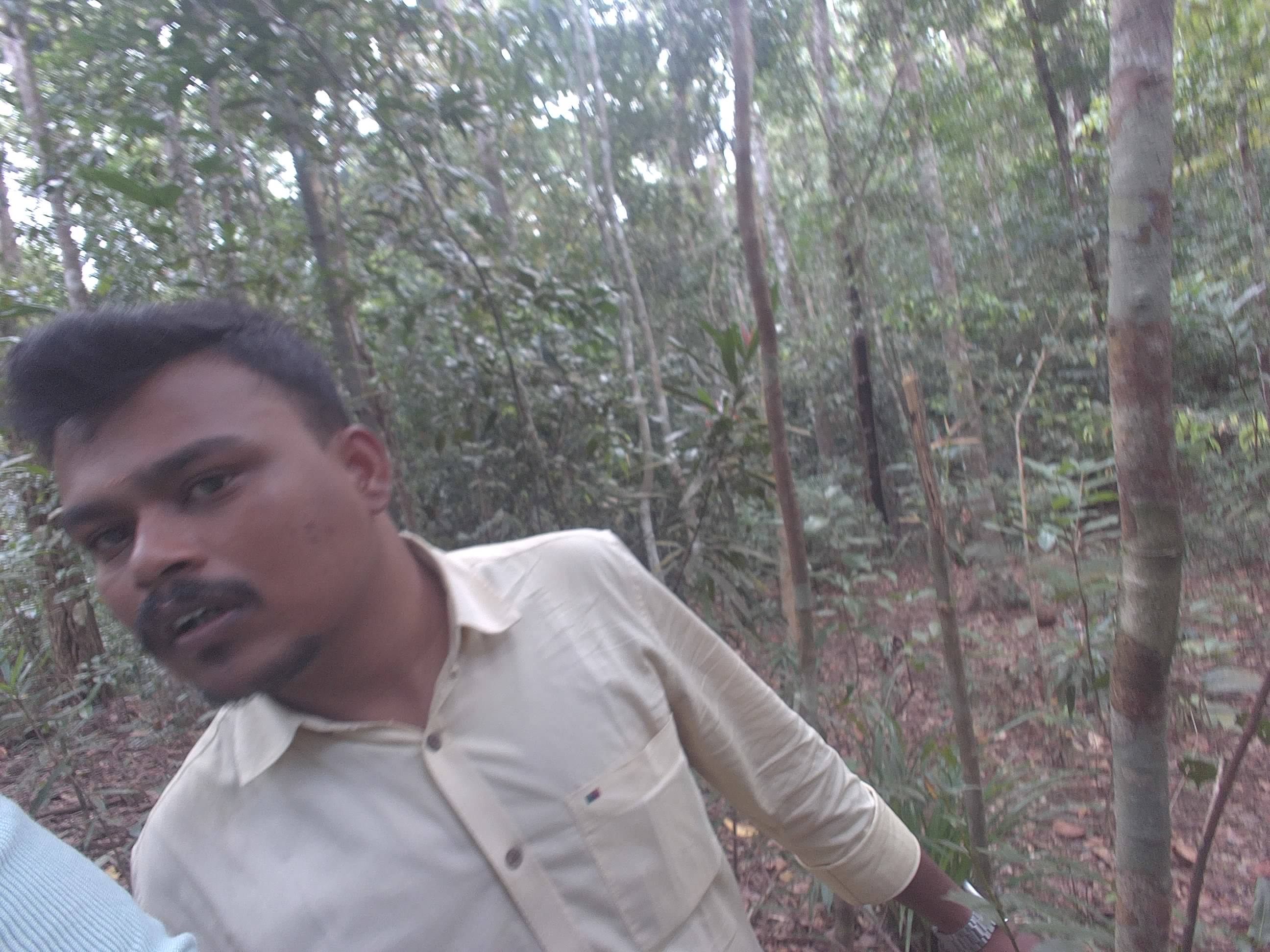 Forest monitoring image