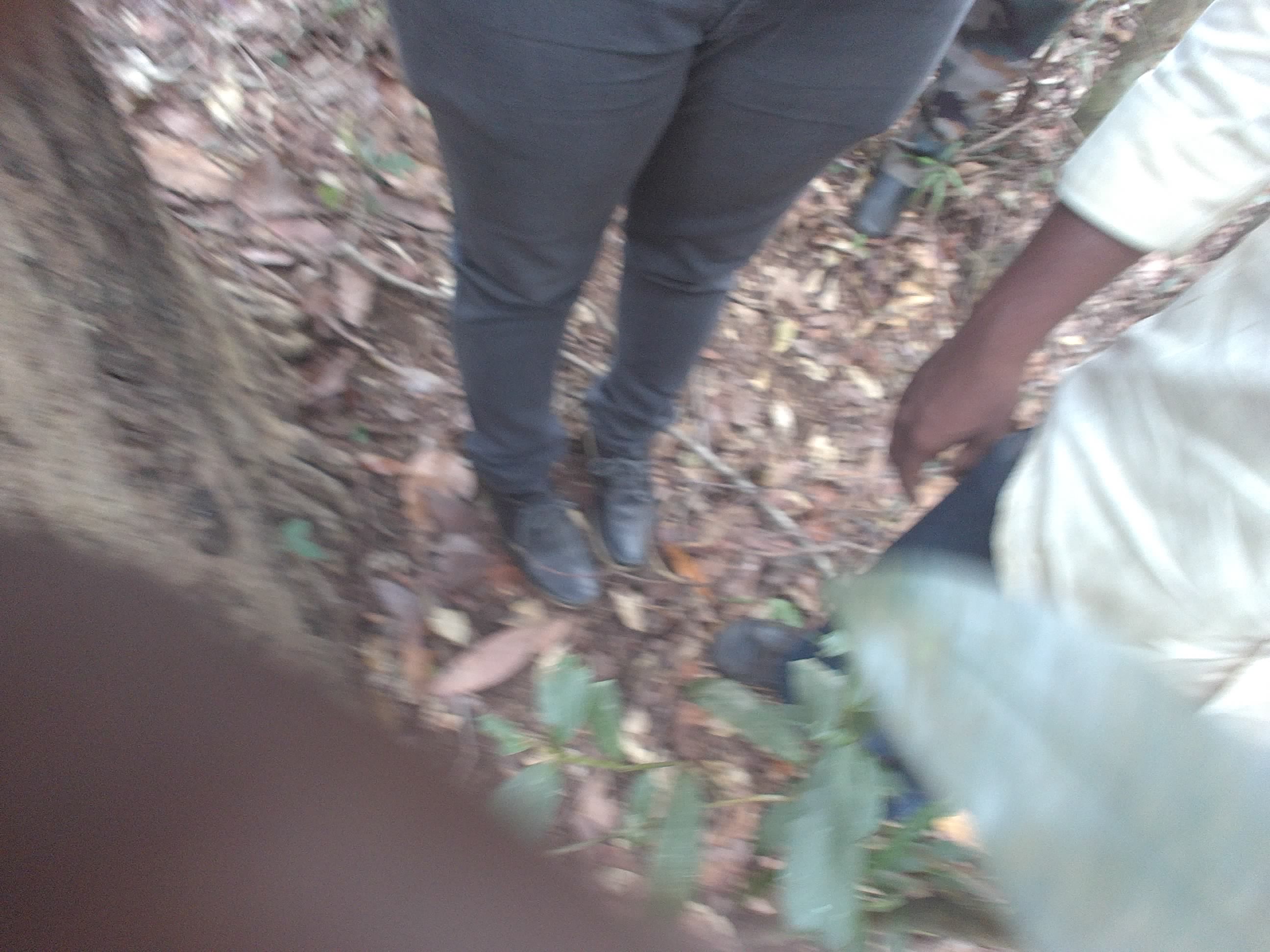 Forest monitoring image