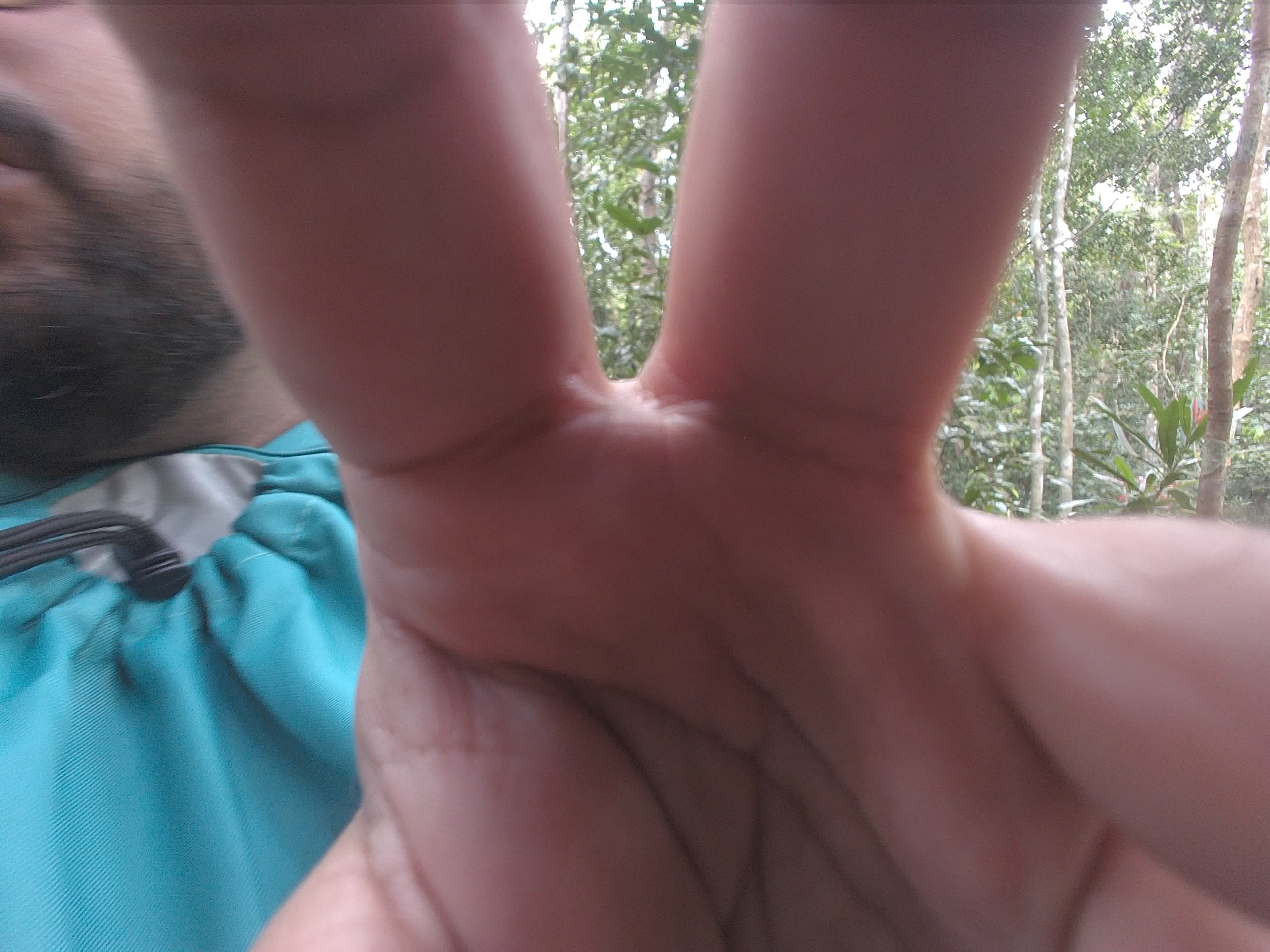 Forest monitoring image