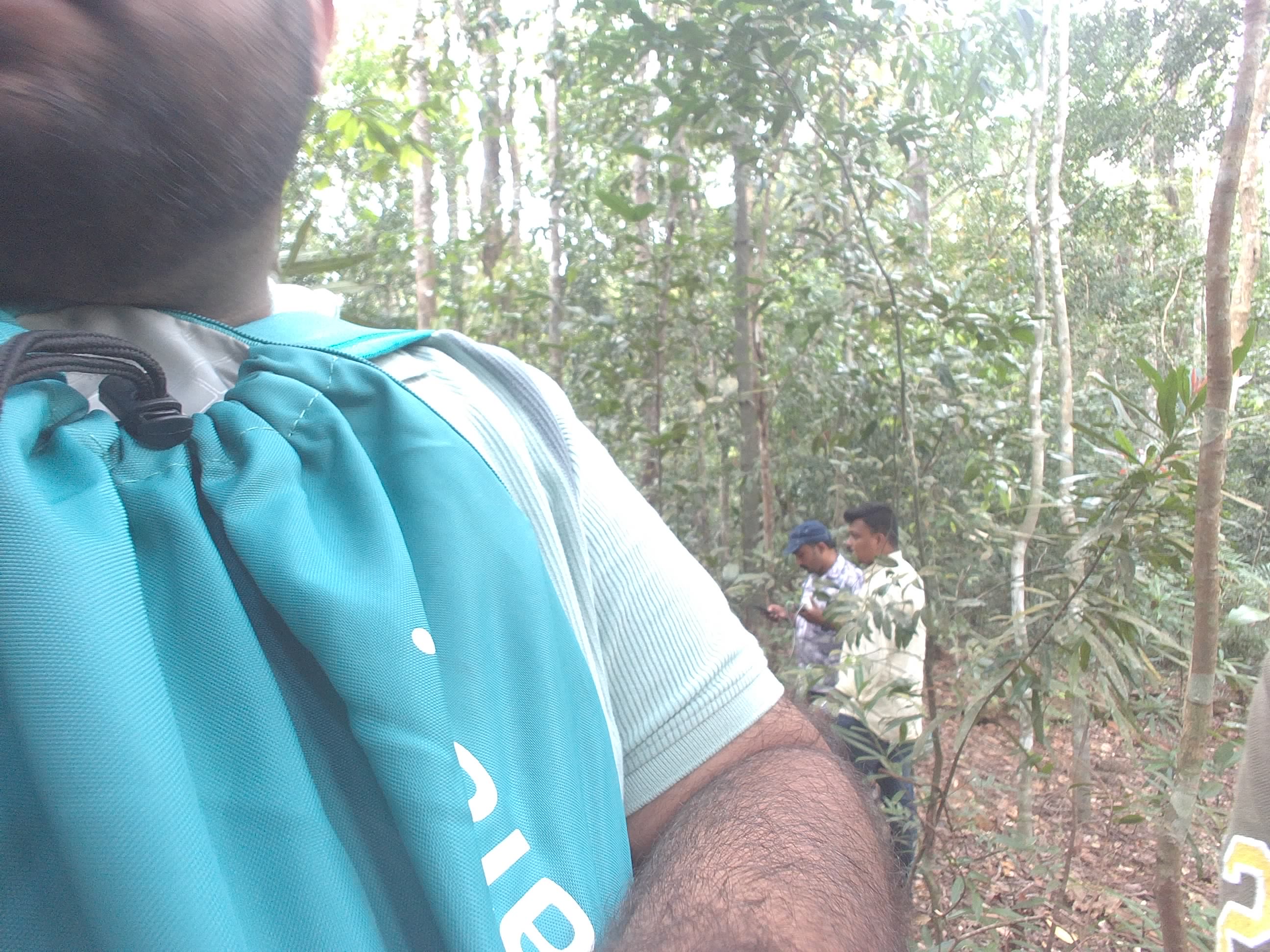 Forest monitoring image