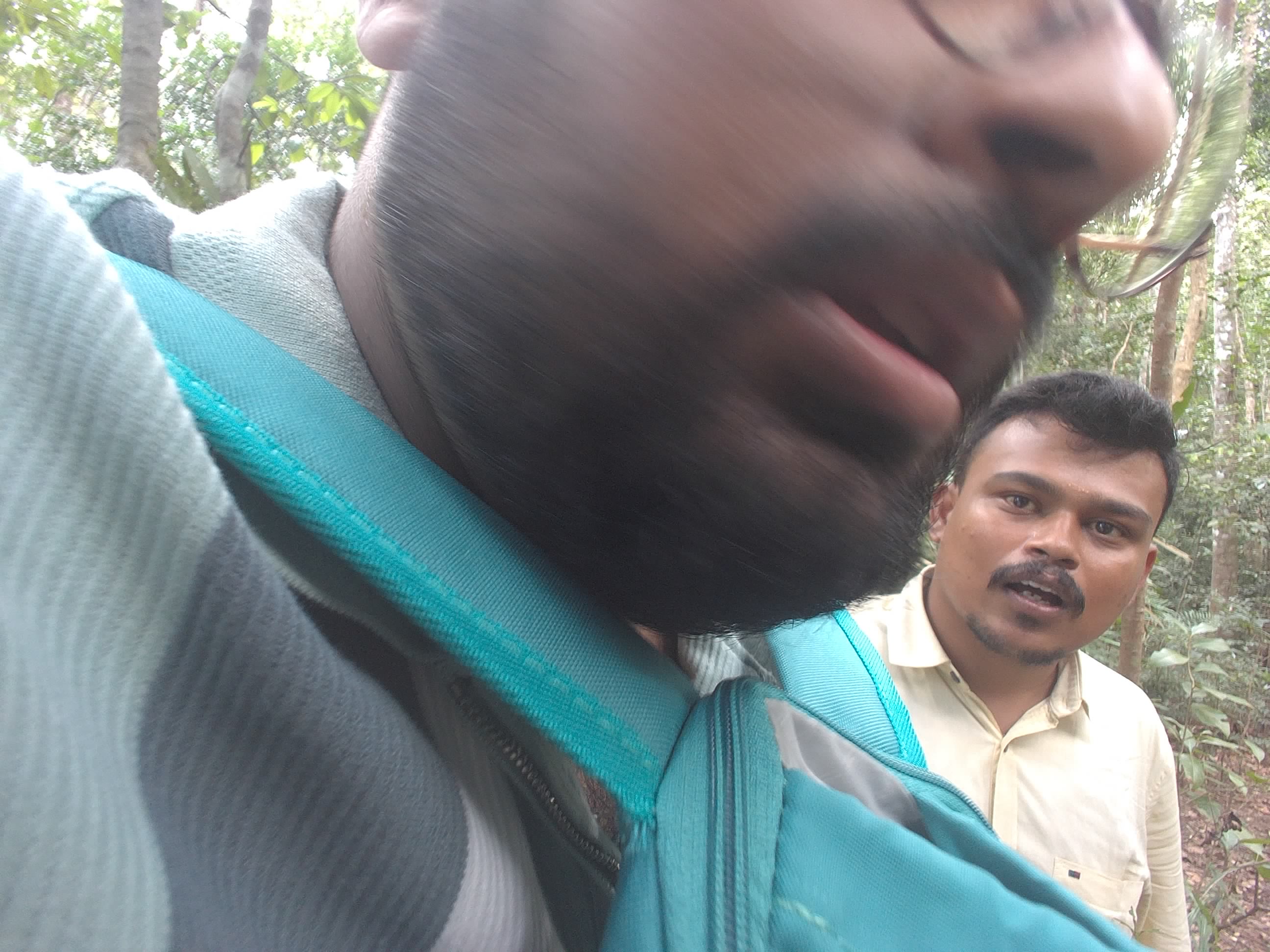 Forest monitoring image