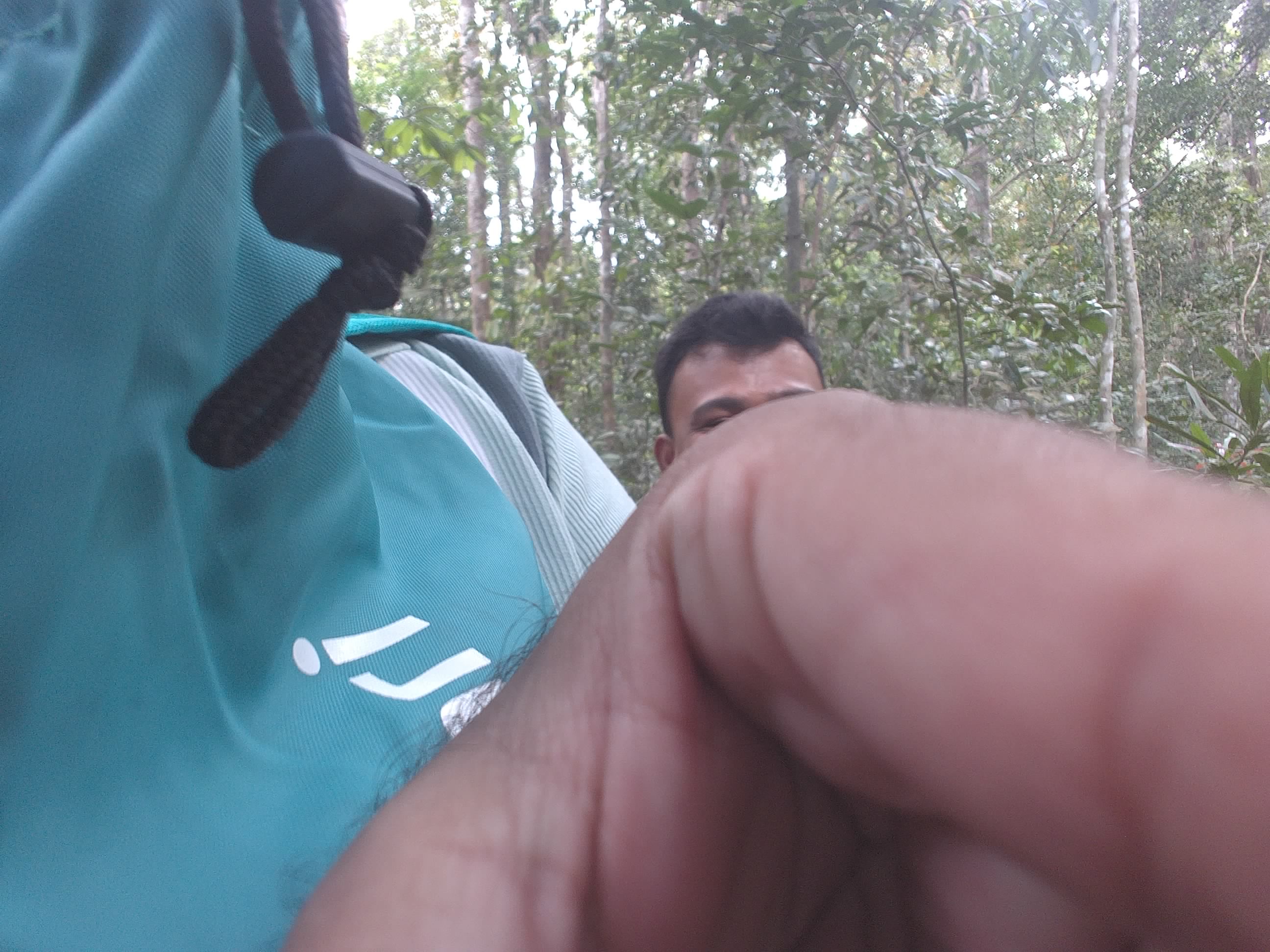 Forest monitoring image