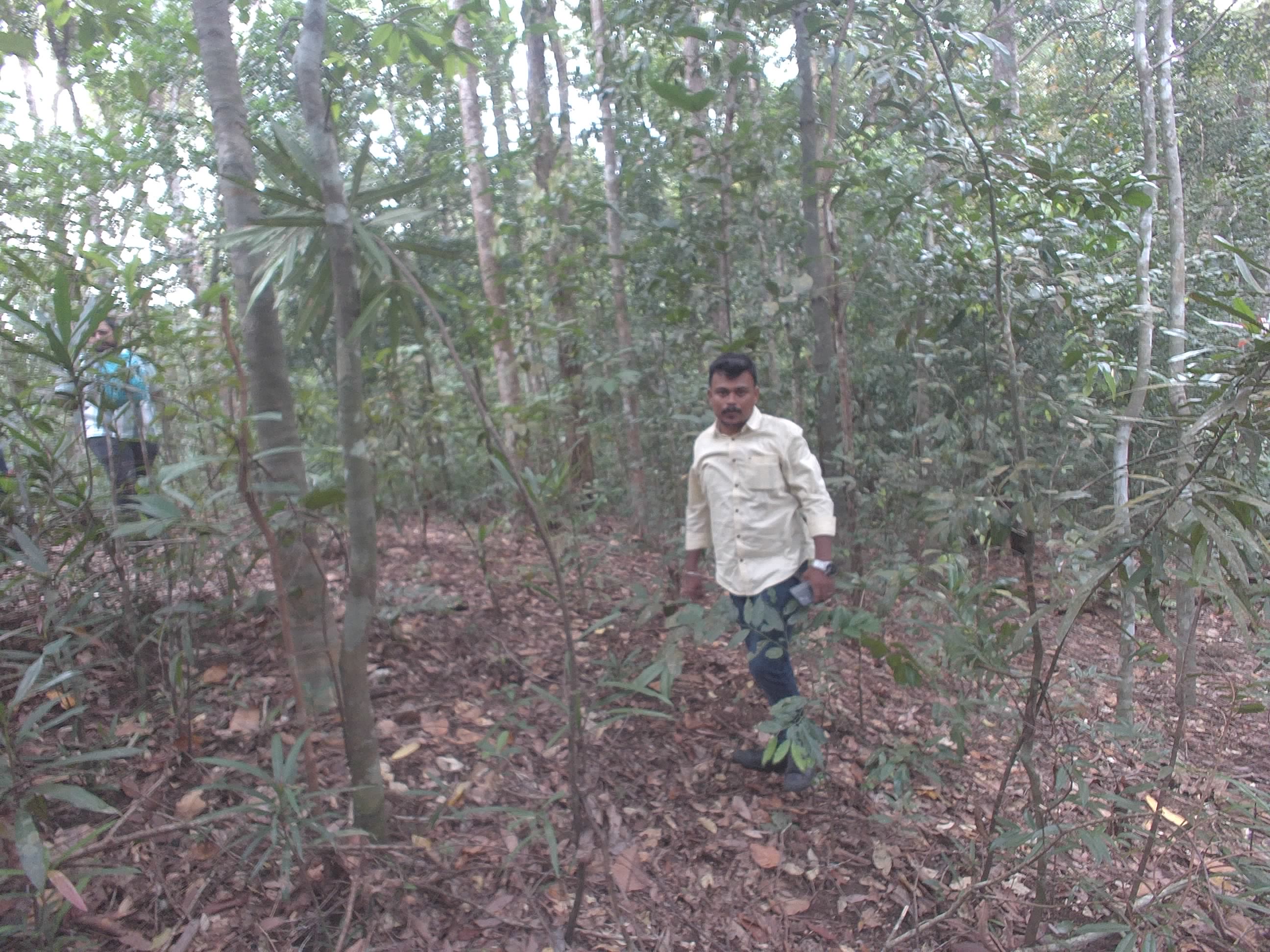 Forest monitoring image