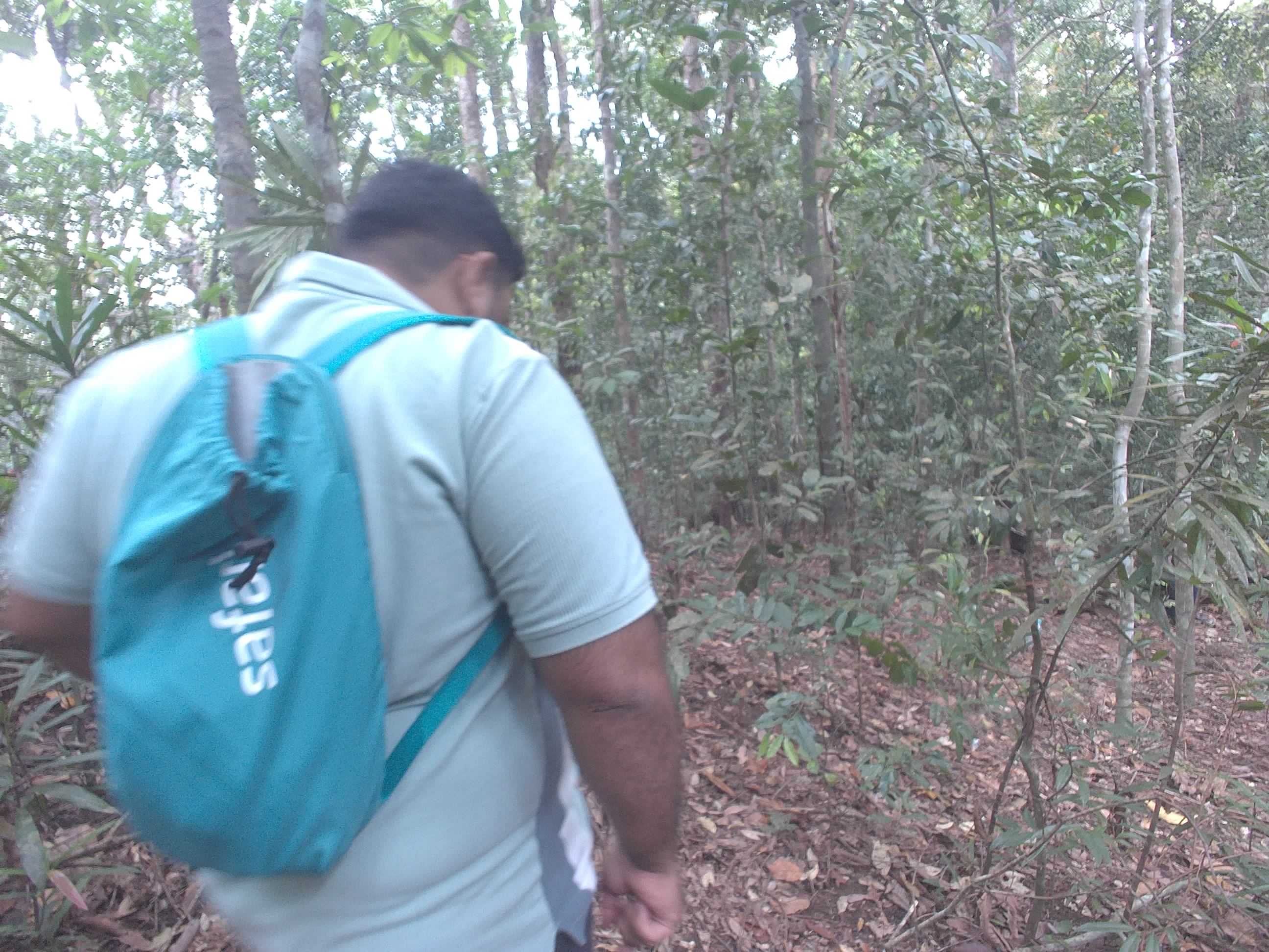 Forest monitoring image