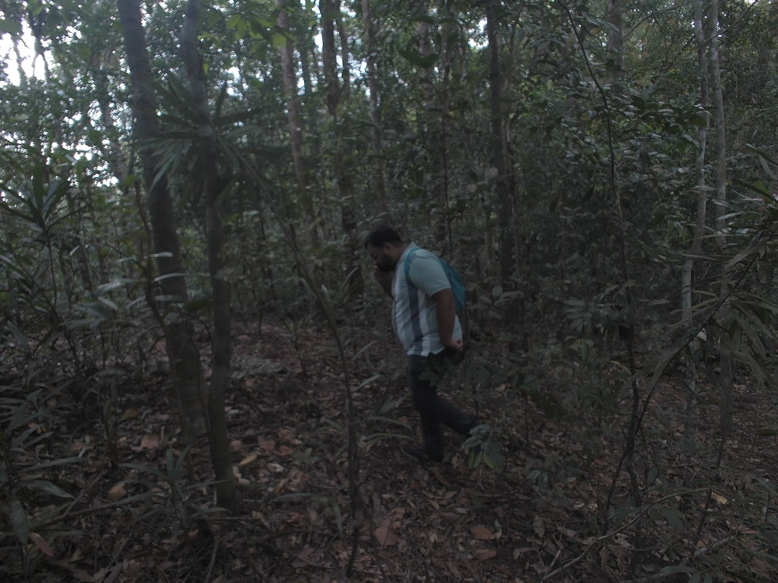 Forest monitoring image