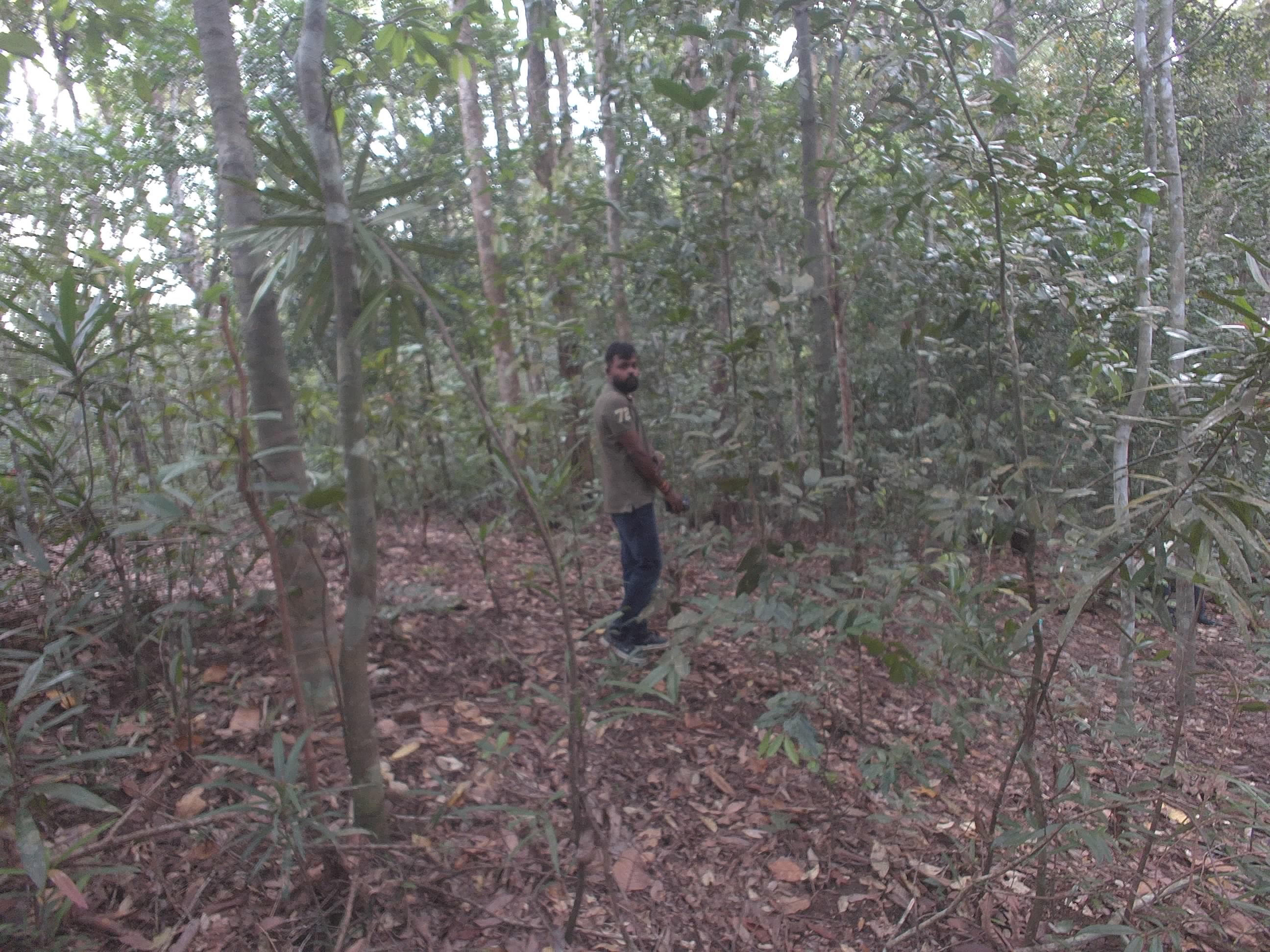 Forest monitoring image