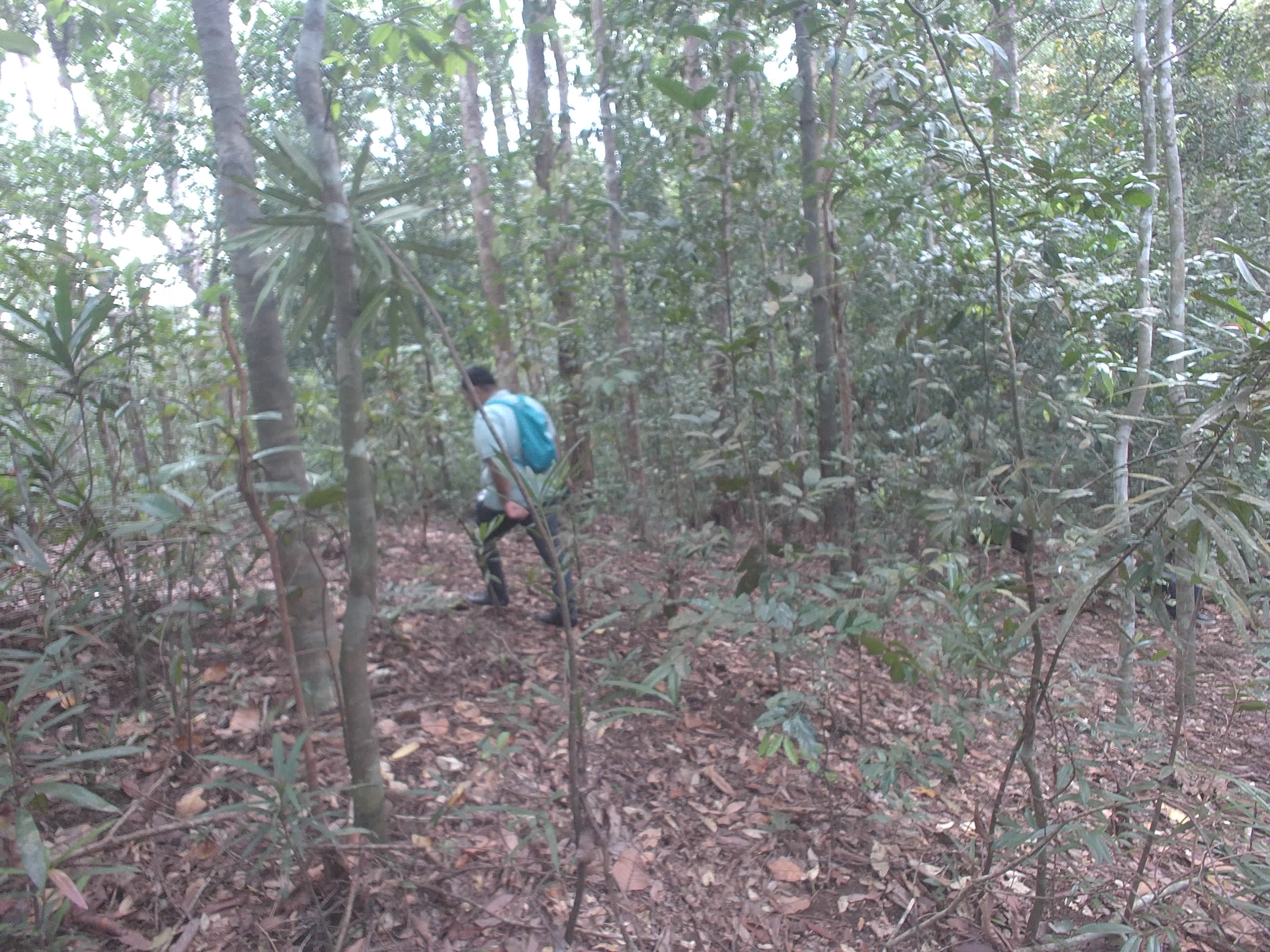 Forest monitoring image