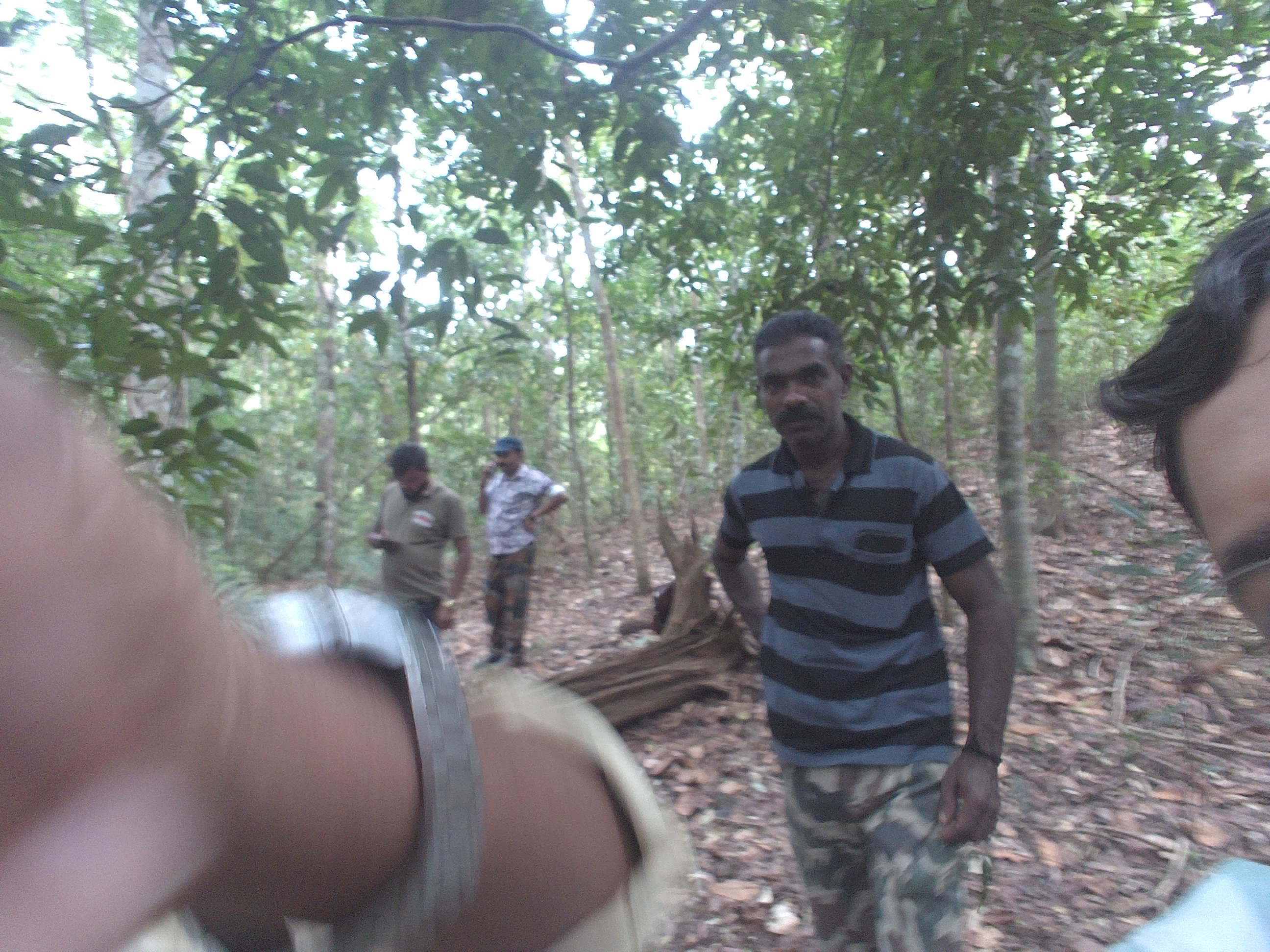 Forest monitoring image