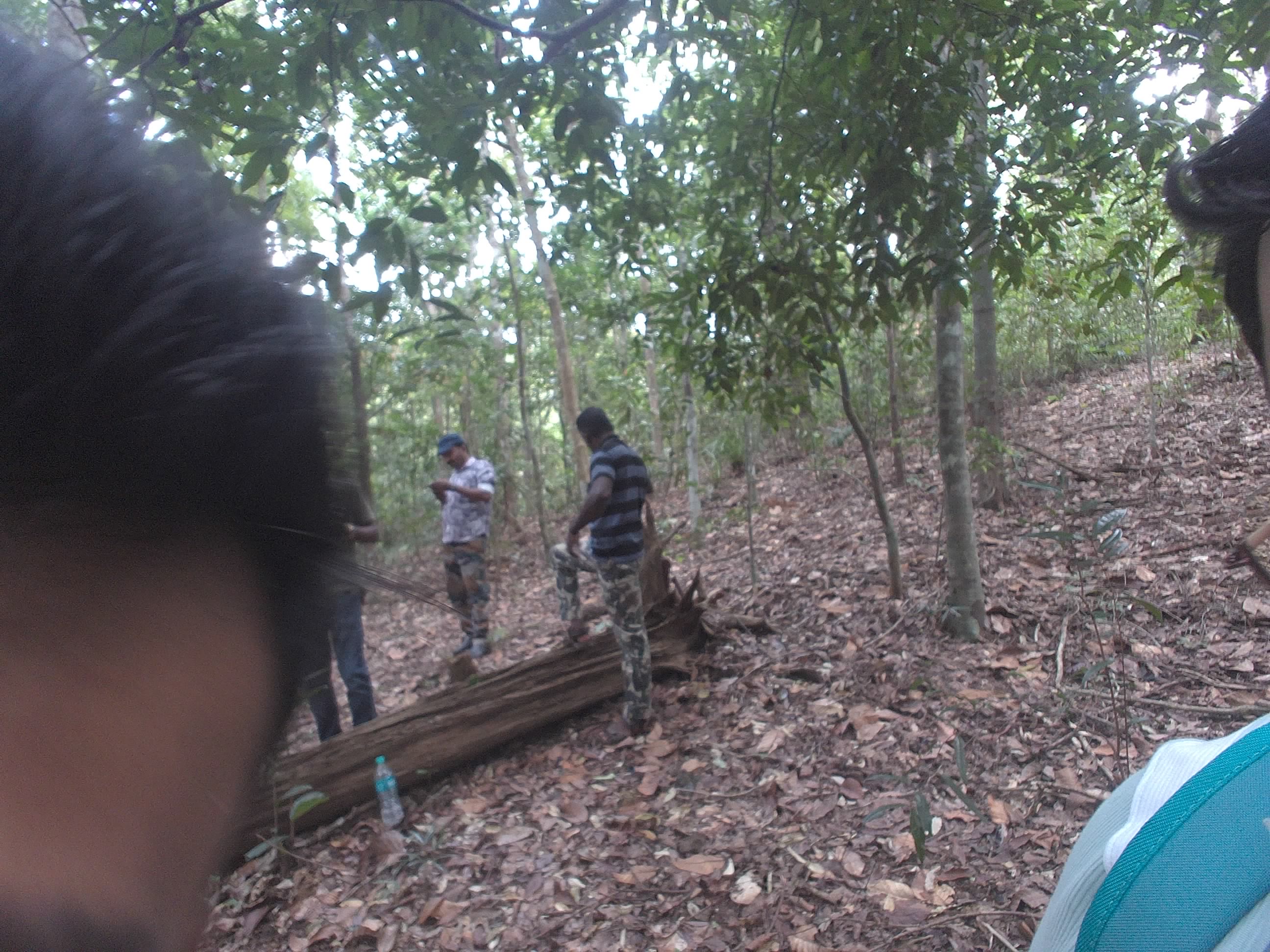 Forest monitoring image