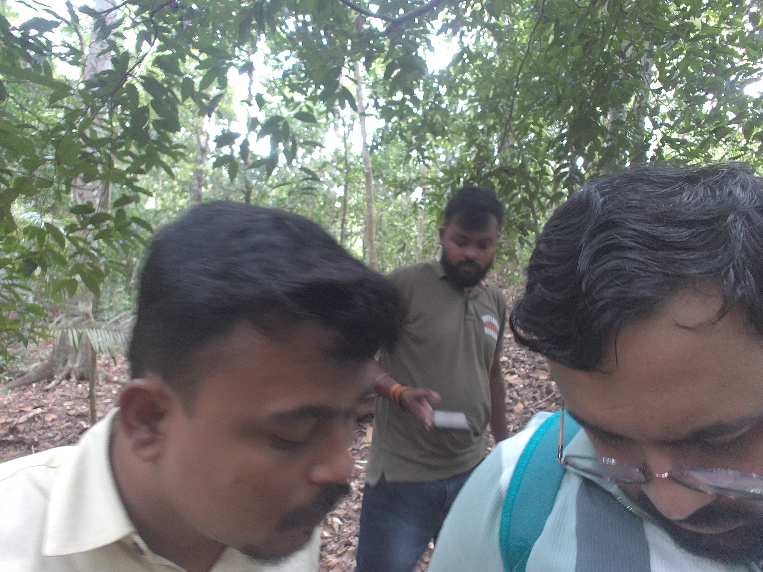 Forest monitoring image