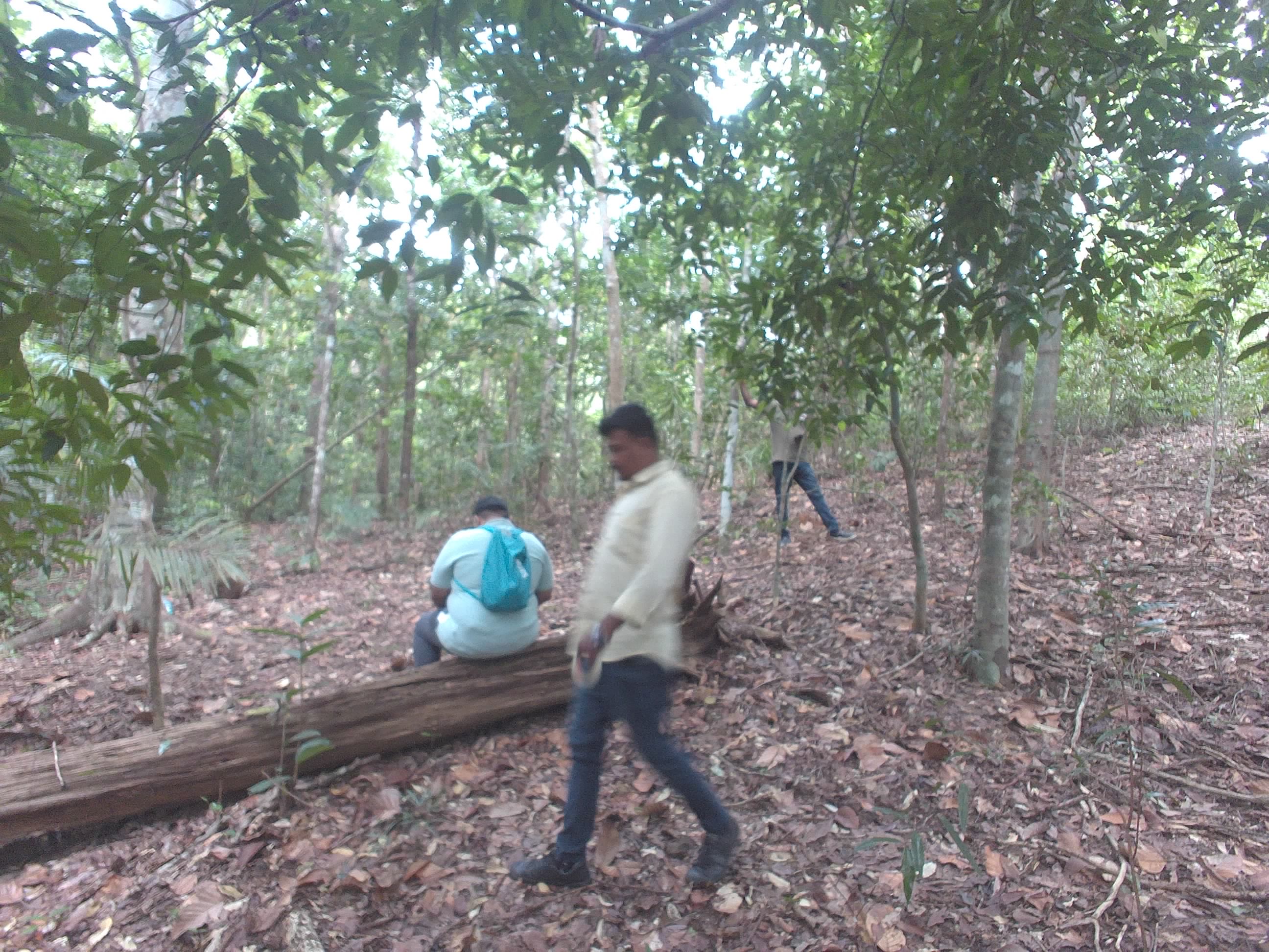 Forest monitoring image