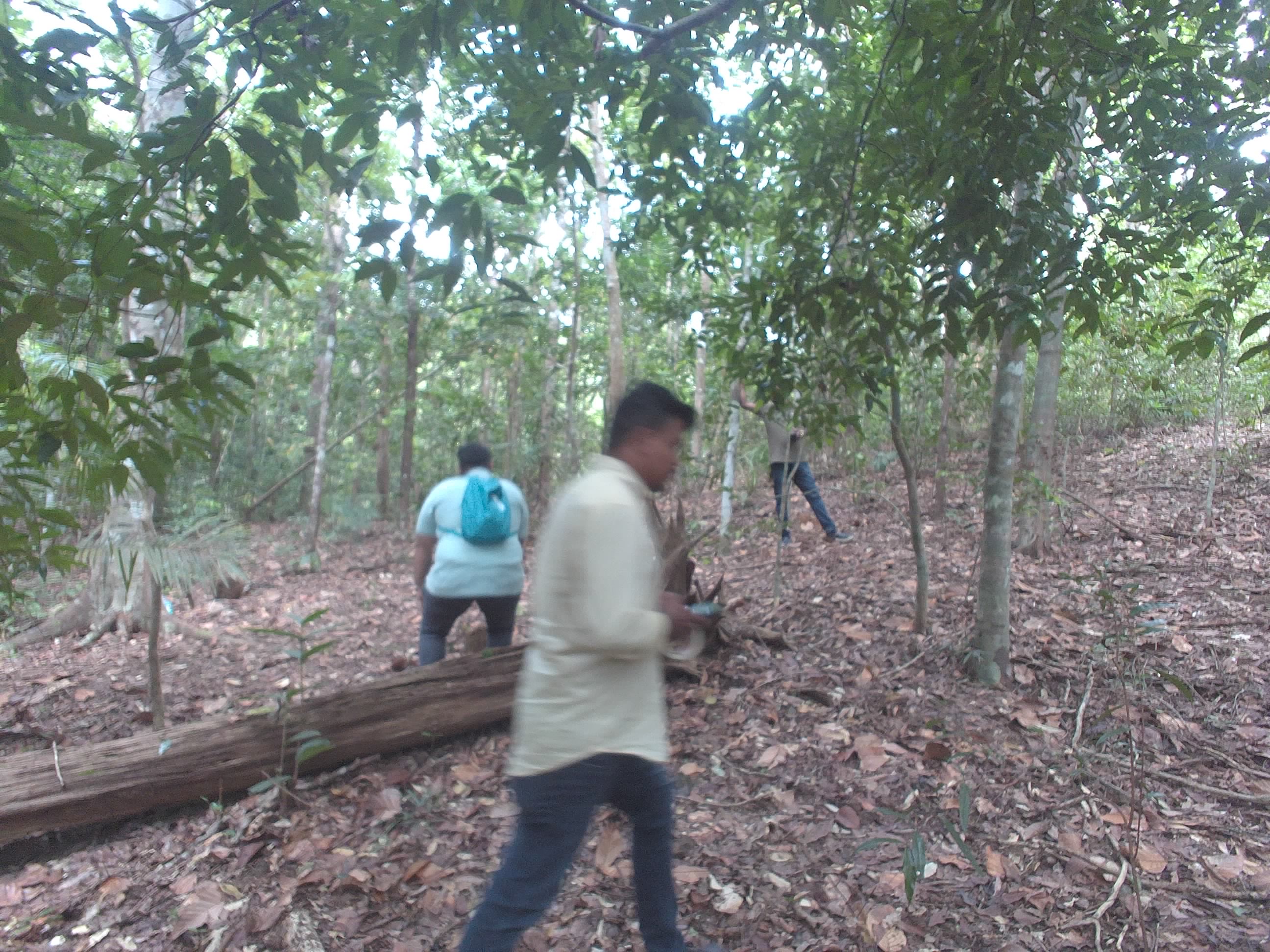 Forest monitoring image