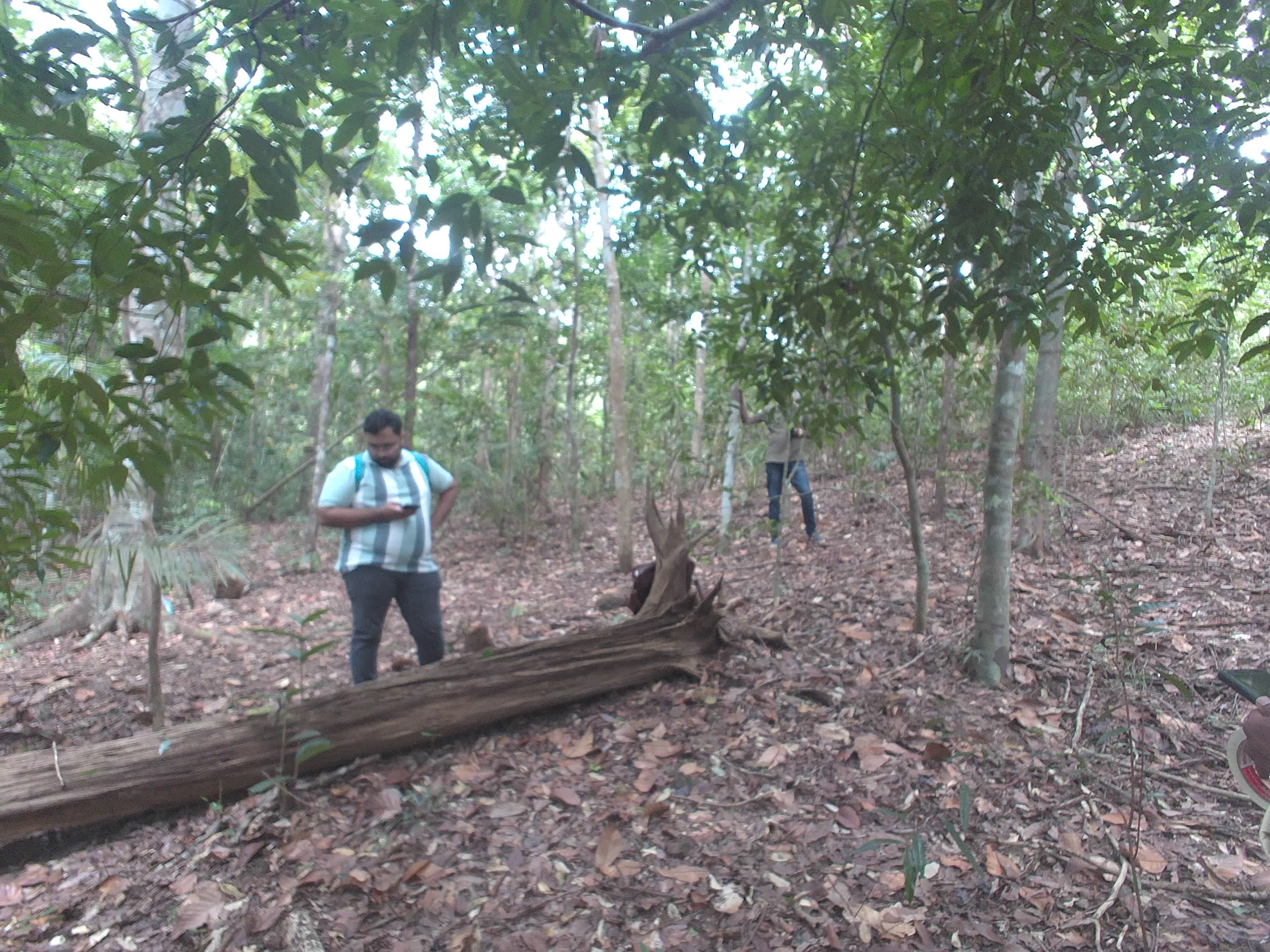 Forest monitoring image