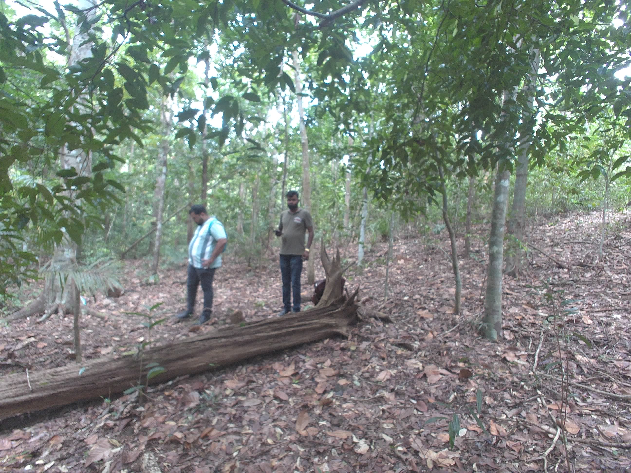 Forest monitoring image