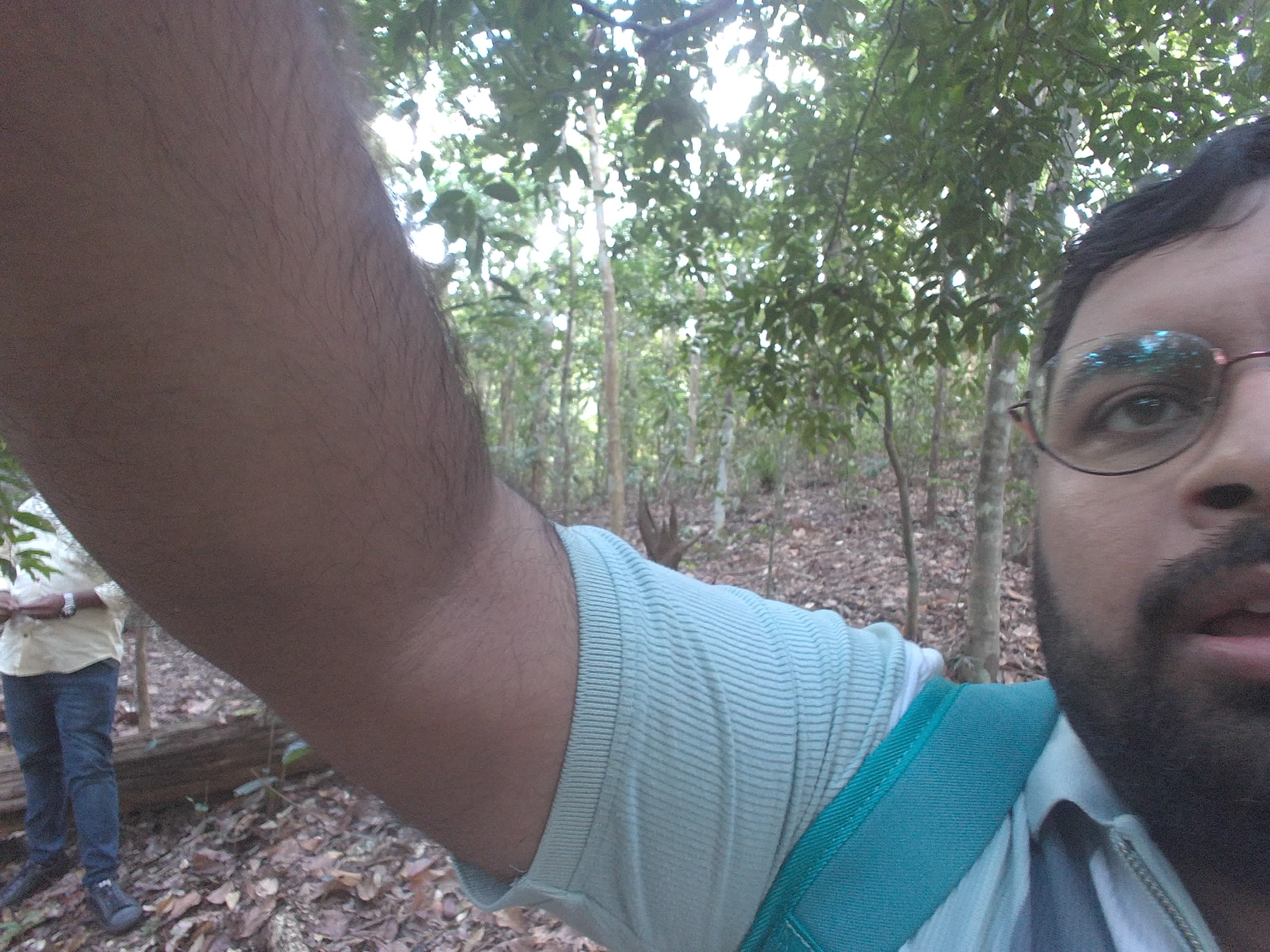 Forest monitoring image