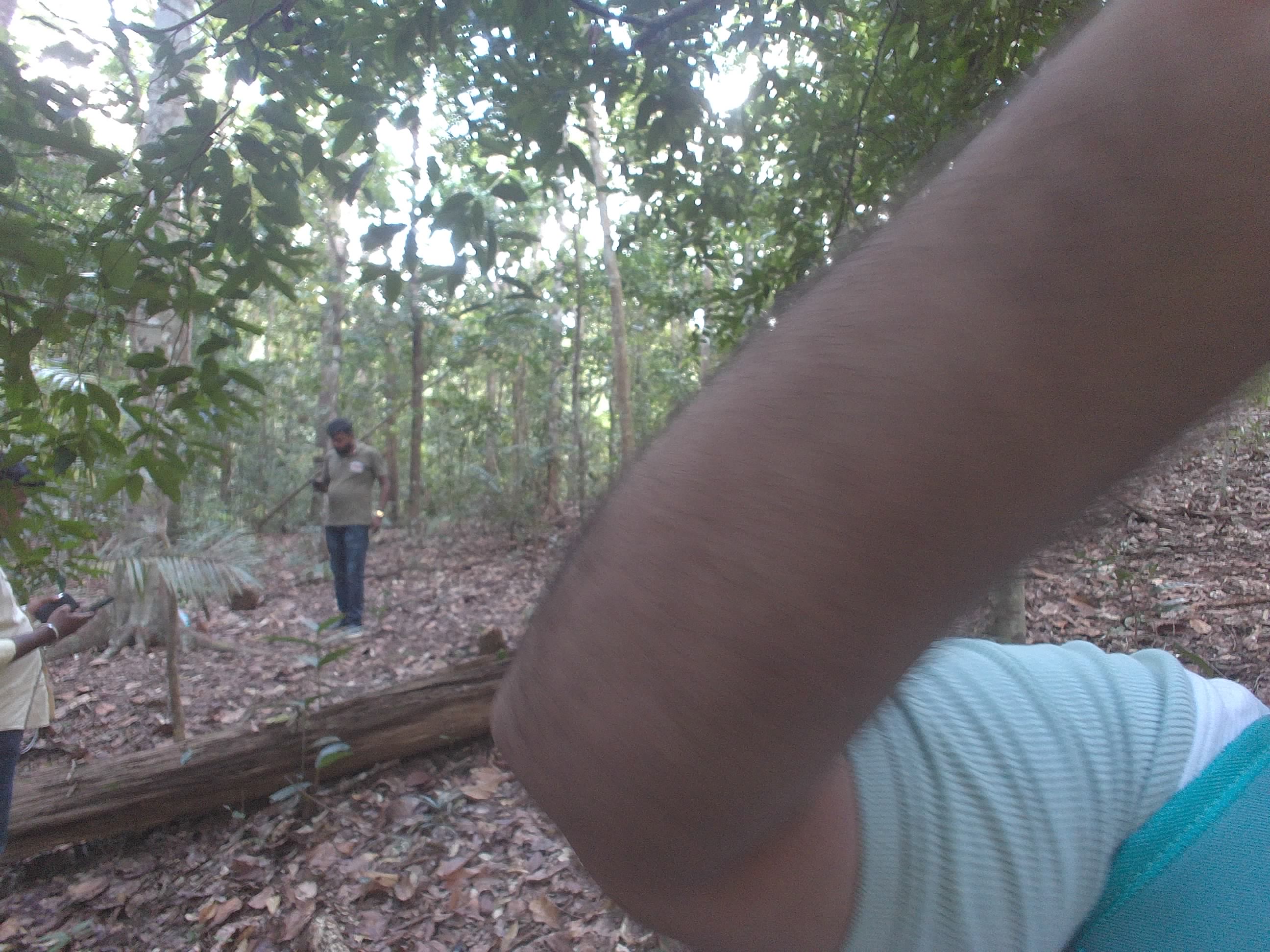 Forest monitoring image