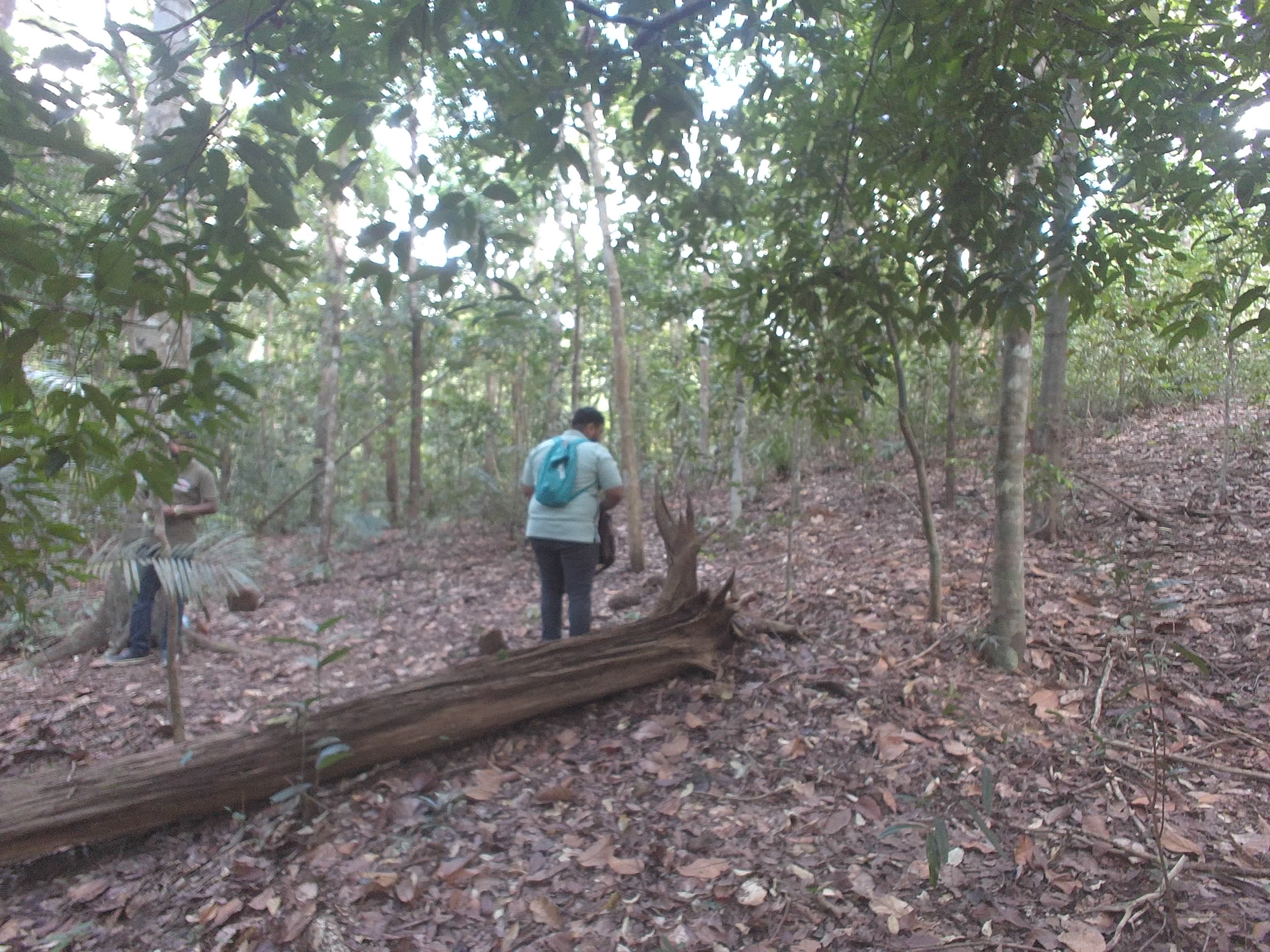 Forest monitoring image